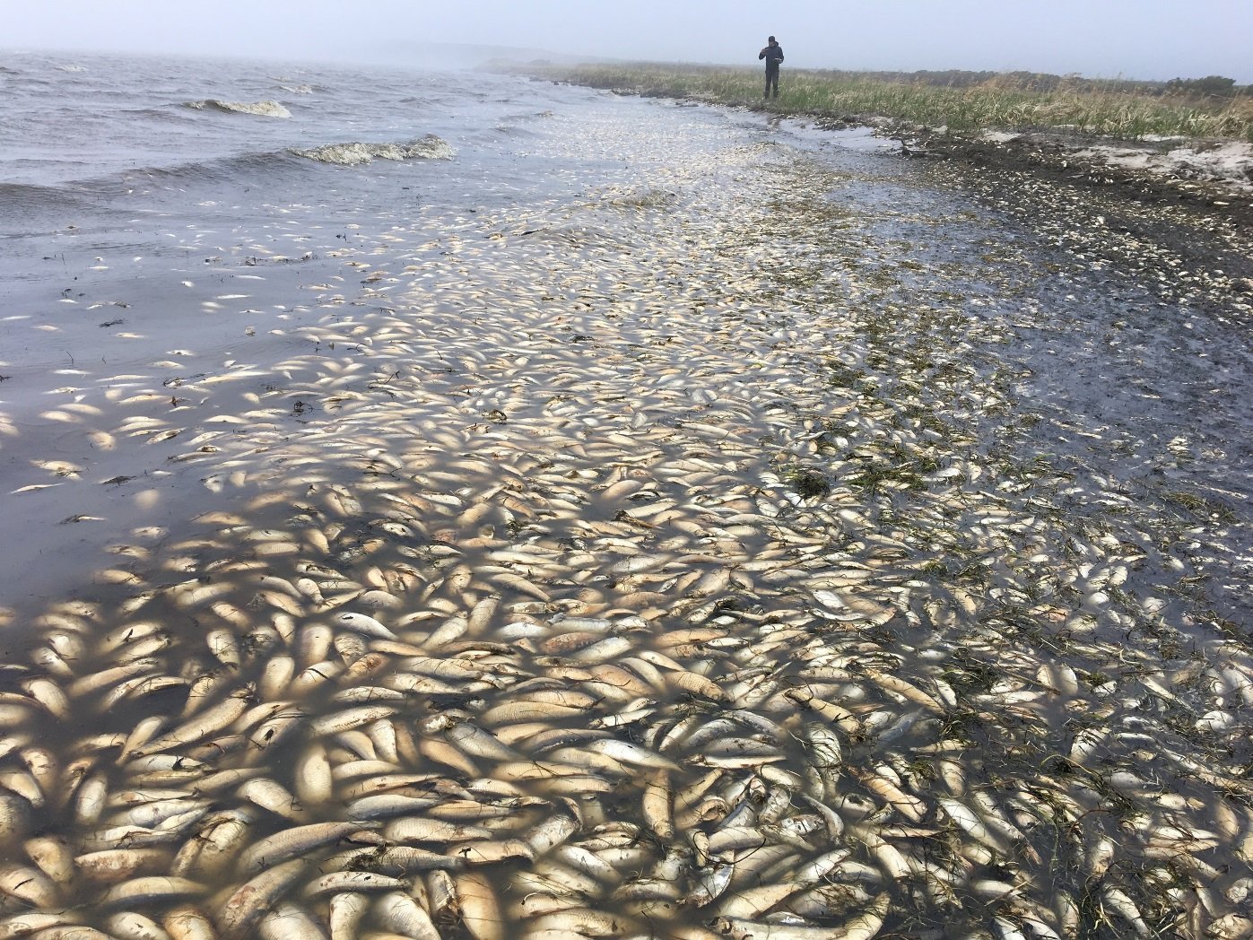 Рыбинское водохранилище замор. Массовая гибель рыбы. Замор рыбы в водохранилище. Экологическая катастрофа рыбы.