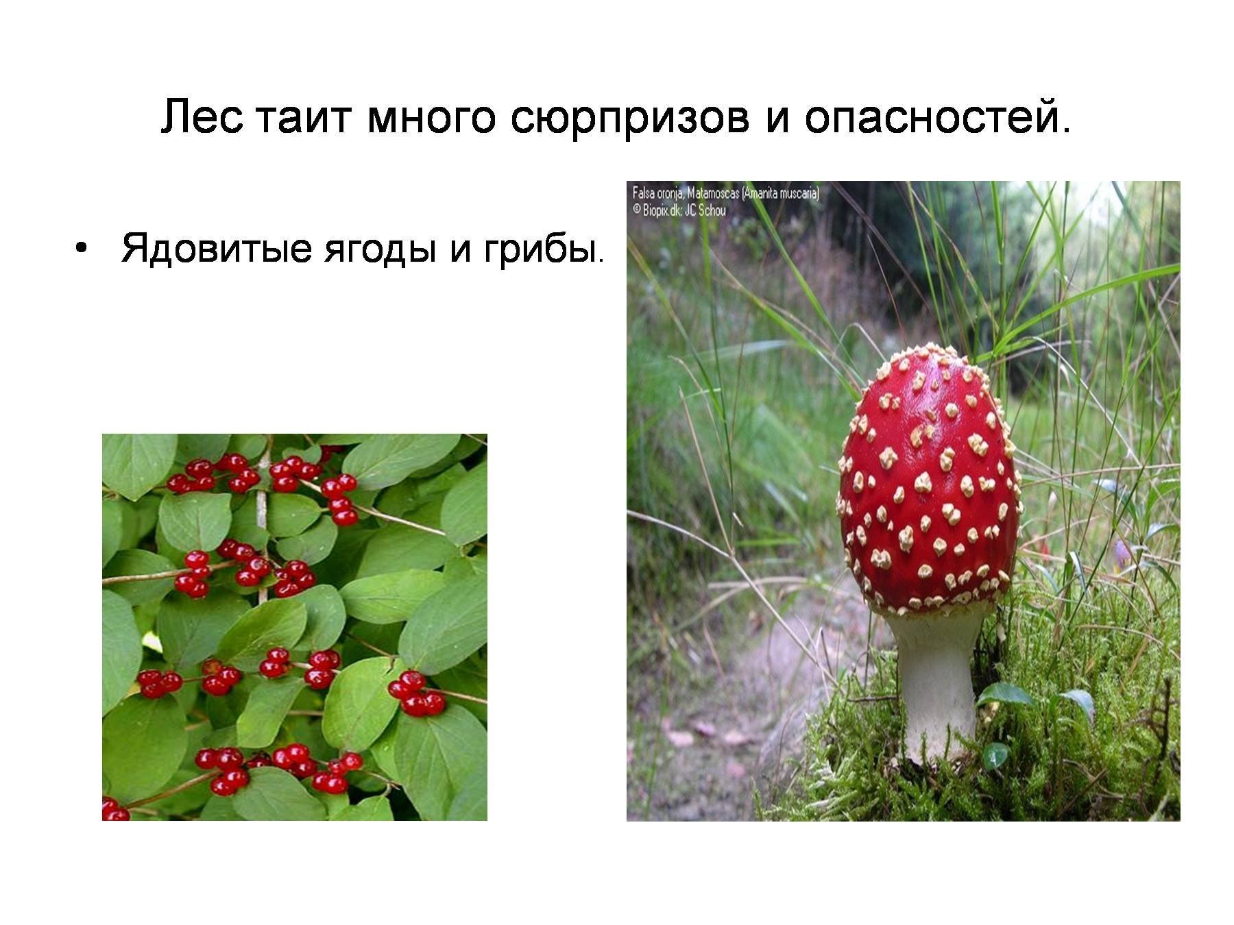 Несъедобные лесные грибы 2. Ядовитые грибы и ягоды. Ядовитые Лесные ягоды. Несъедобные Лесные ягоды и грибы. Не сьедобные Лесные ягоды.