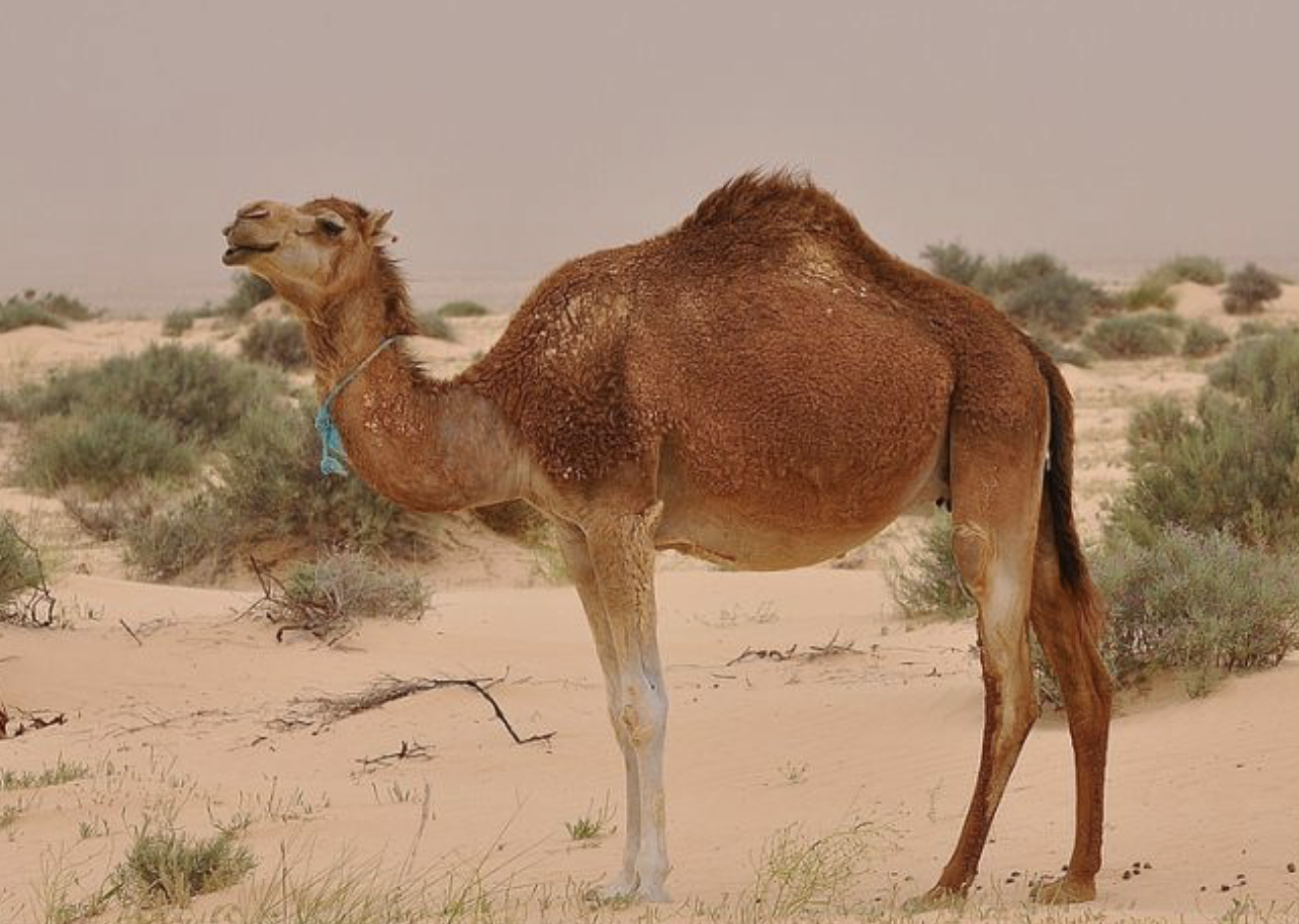 Какие животные и растения обитают в пустыне. Животный мир пустынь и полупустынь Африки. Мехари верблюд. Пустыни полупустыни Африки животный мир. Животные пустыни Африки верблюд.