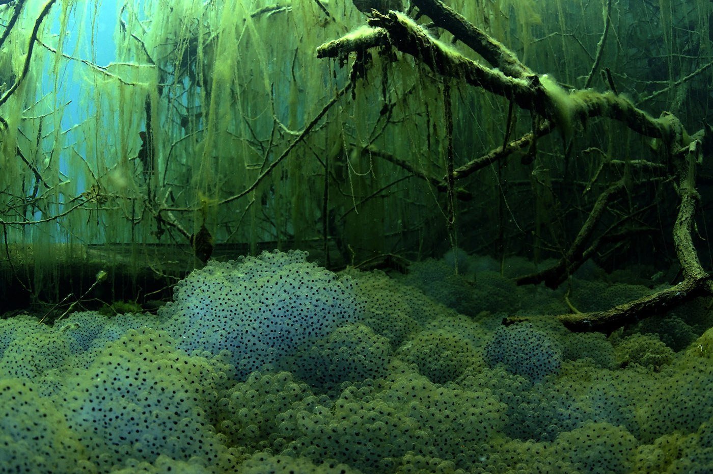 Воздух в водорослях. Дно водоема. Подводные растения. Река под водой. Болотные водоросли.