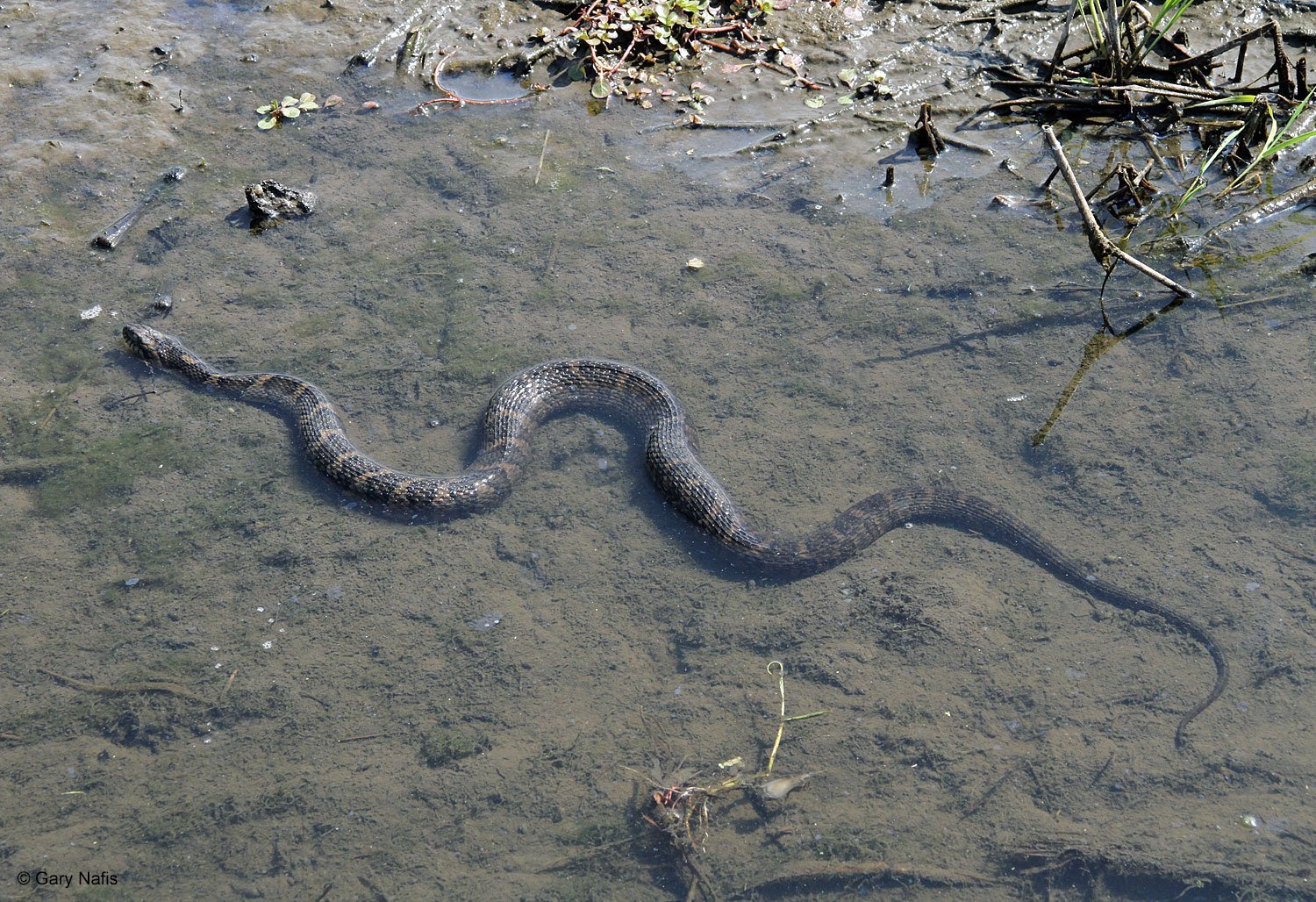 Много змей в воде