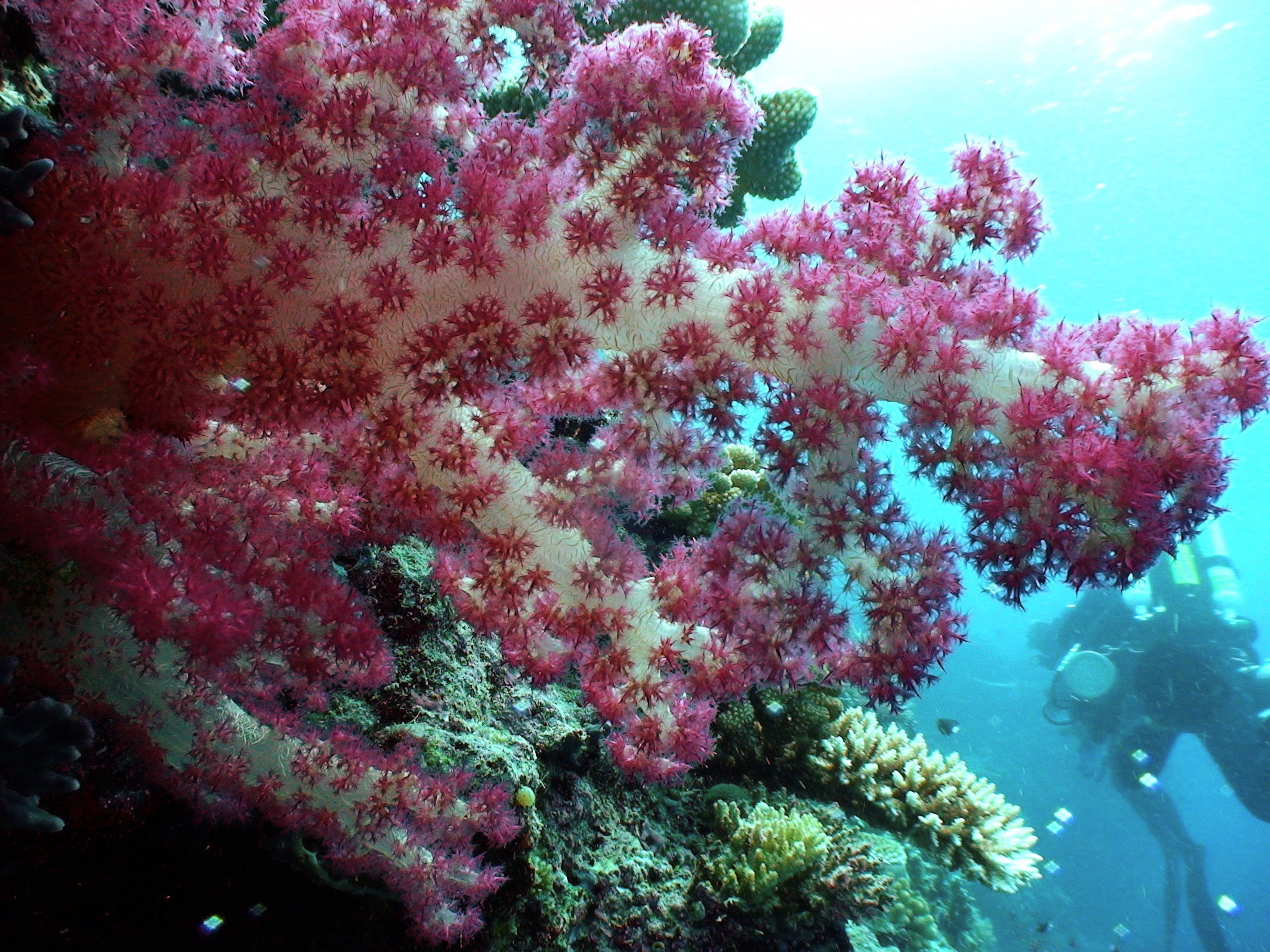 Красивые коралловые рифы. Рифы в океане. Коралловые рифы Тихого океана. Морской парк на рифах Туббатаха. Риф коралловый 54546.