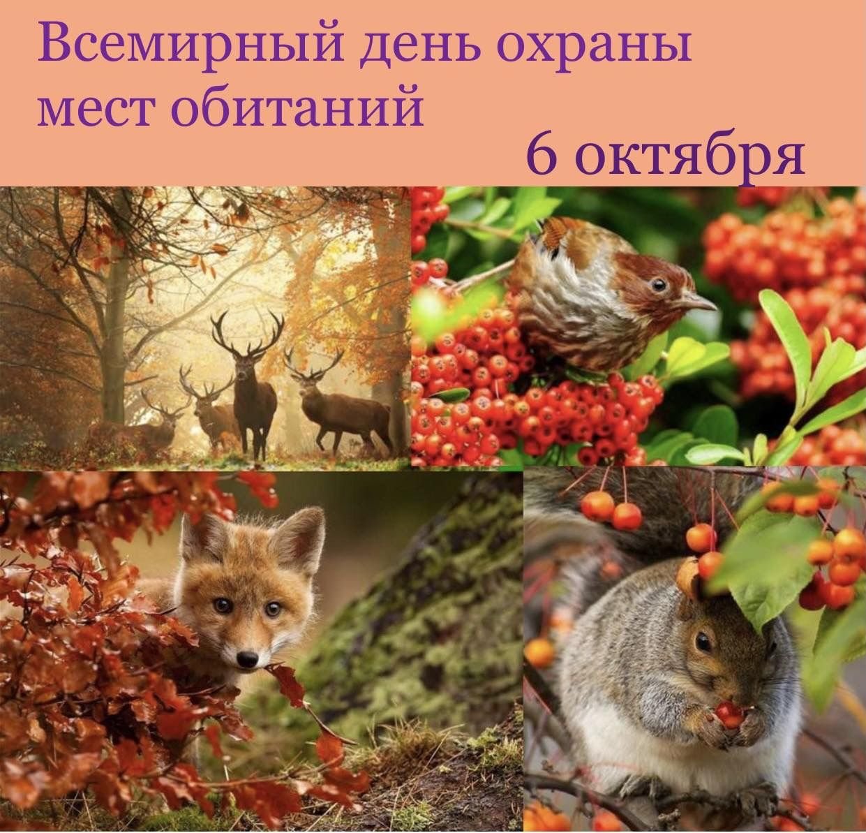 5 сезонных изменений у животных. Живая природа осенью. Растения и животные осенью. Осенние изменения в живой природе. Изменения в живой природе осенью.
