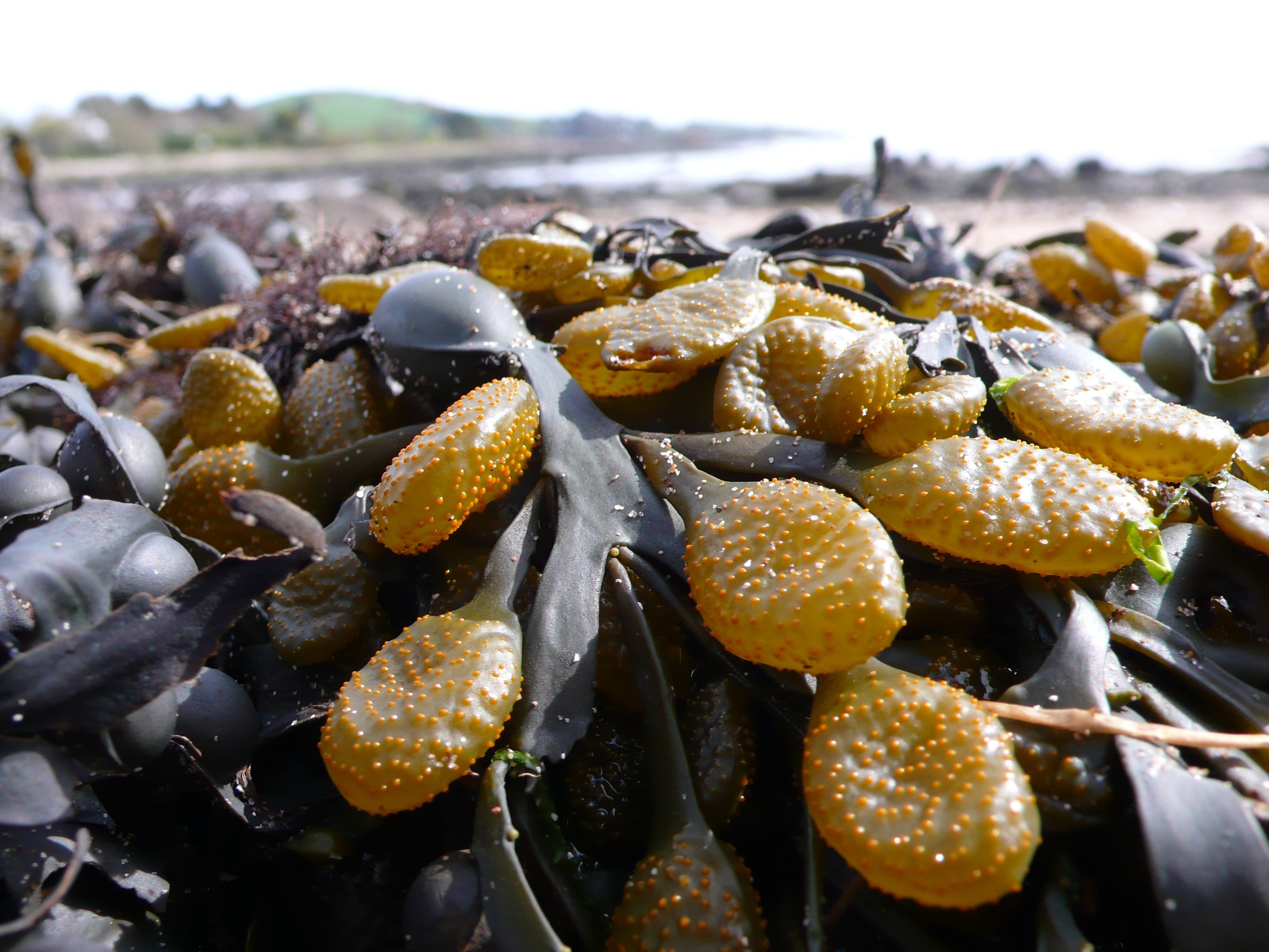 Плоды водорослей. Морские водоросли ламинария. Водоросли келп ламинариевые. Водоросли морская капуста. Морская капуста ламинария.