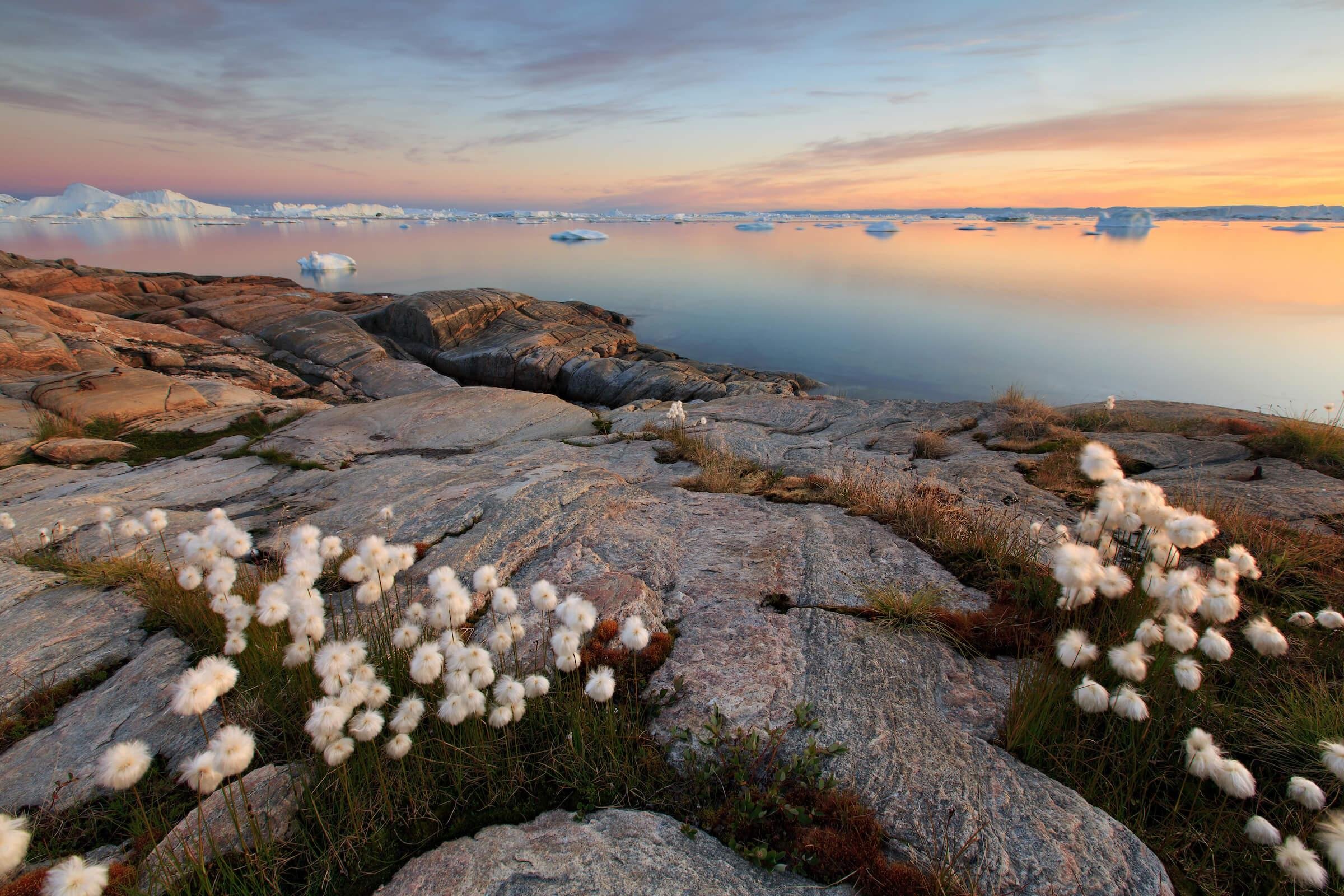 3 полярный мир. Арктическая тундра на острове Врангеля. Остров Врангеля природа. Лето на острове Врангеля.