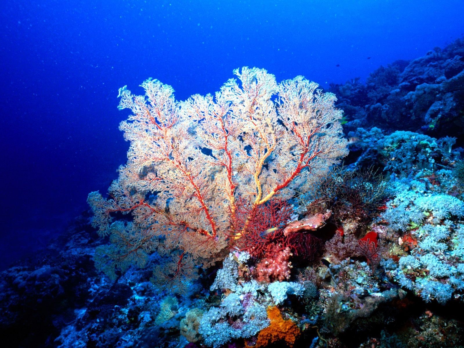Кабели связи в красном море. Риф коралловый 54546. Карибское море коралловые полипы. Коралловые полипы Атлантического океана. Кораллы в Тайланде.