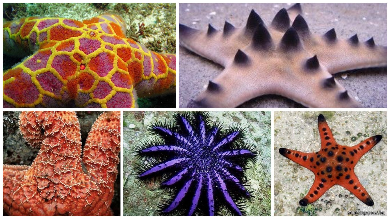 Половое размножение морской звезды. Морская звезда. Разные морские звезды. Необычные морские звезды. Необычные иглокожие.