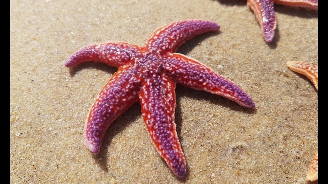 Тело морской звезды. Морская звезда кульцита новогвинейская. Шестиконечная морская звезда. Морская звезда гониактиниды. Пятилучевая симметрия иглокожих.