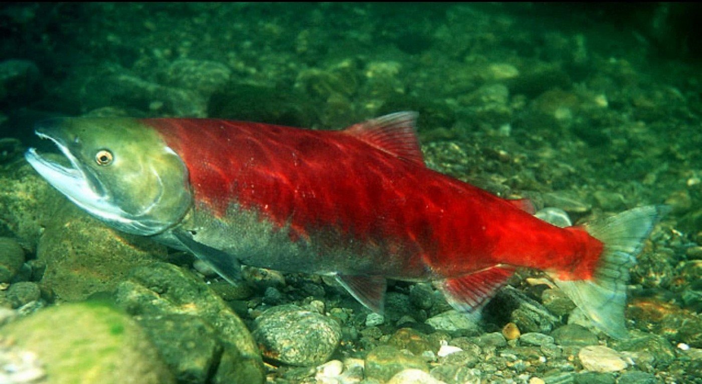 Красная рыба в реке. Нерка Тихоокеанская. Нерка рыба красная. Тихоокеанский лосось нерка. Нерка (Oncorhynchus nerka).