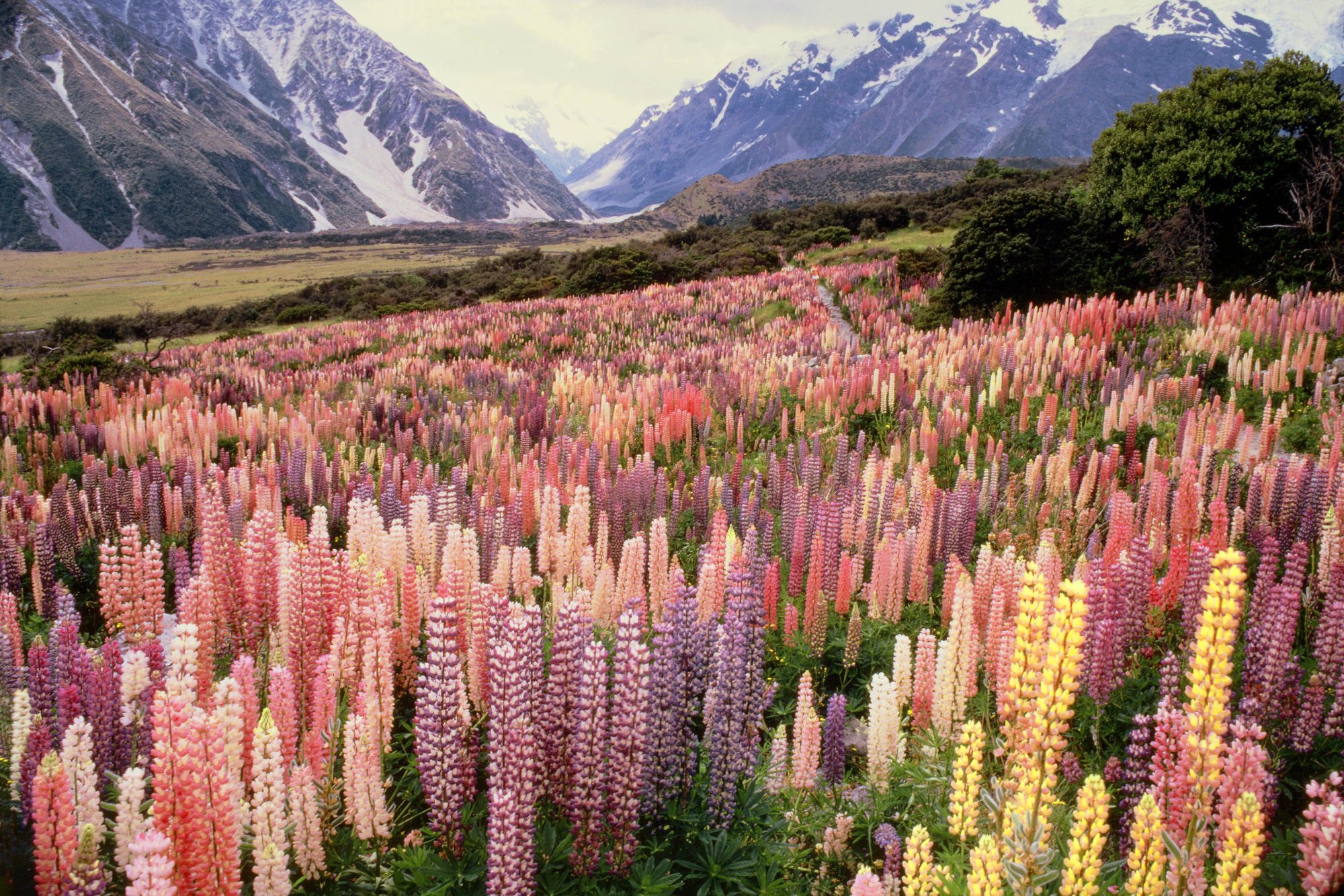 Много цветов в природе. Национальный парк Маунт-Кук новая Зеландия. Долина люпинов в новой Зеландии. Долина люпинов остров Южный новая Зеландия. Цветение люпинов новая Зеландия.
