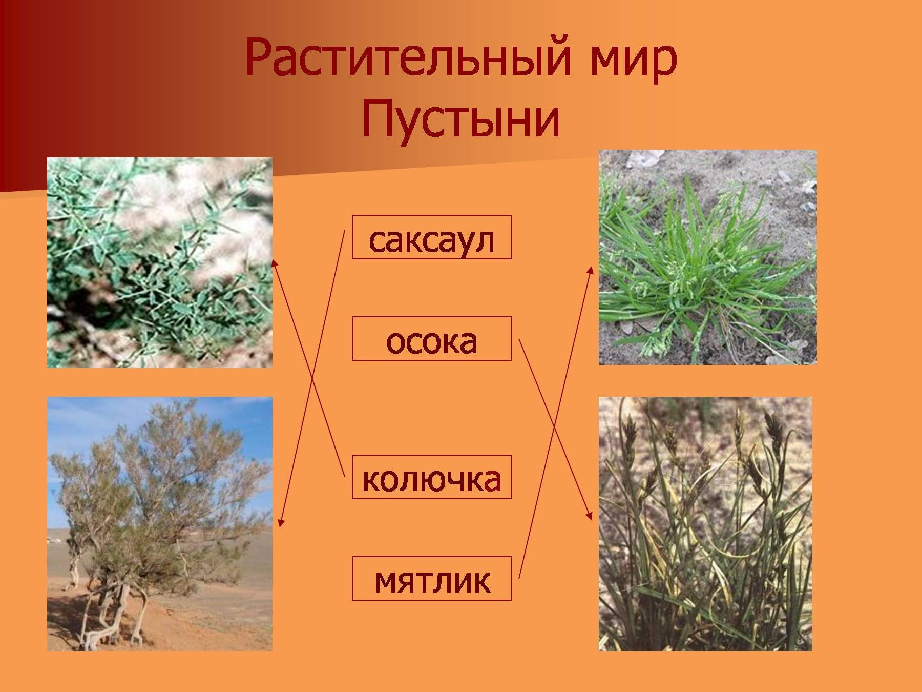 Растения пустыни 5 класс биология. Растительный мир пустыни. Животные и растения пустыни. Растительный и животный мир пустыни. Зона пустынь растительность.