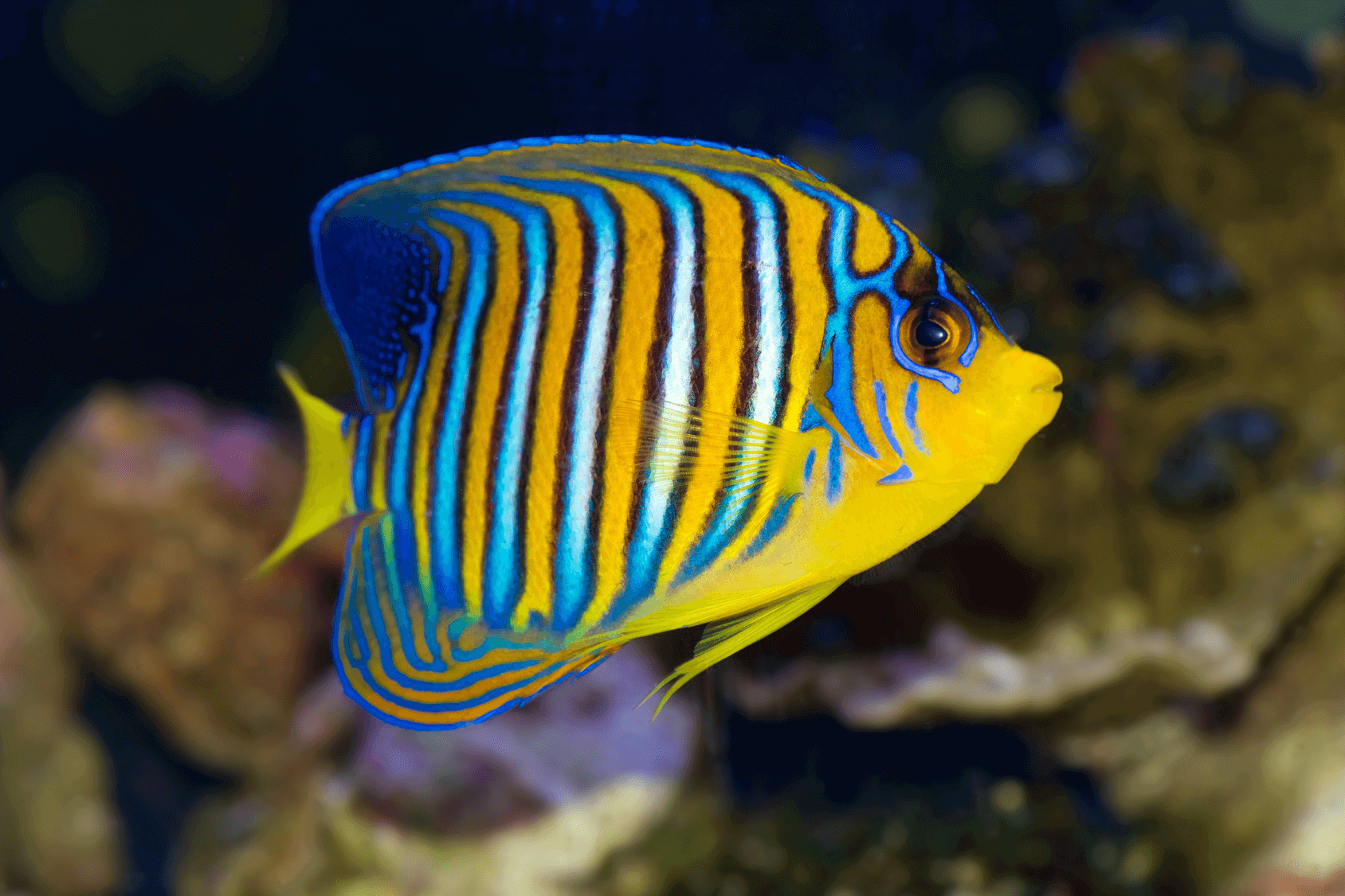 Live more fish. Рыба ангел Императорский ювенильный. Желто синяя рыбка. Тропические рыбки. Яркие аквариумные рыбки.