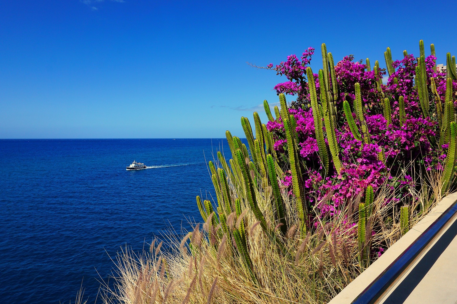 Яркие цветы на море. Растения средиземноморского побережья Испании. Цветы море Португалия мыс. Растения морских побережий.