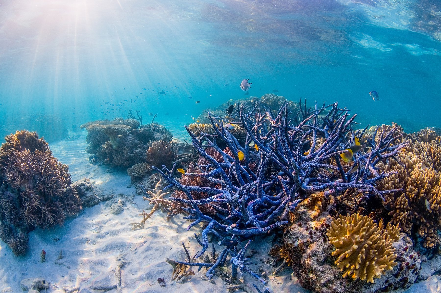Индийский океан жизнь в океане. Большой Барьерный риф Австралия. Коралловый риф в Австралии. Коралловые рифы Карибского моря. Большой Барьерный риф кораллы.