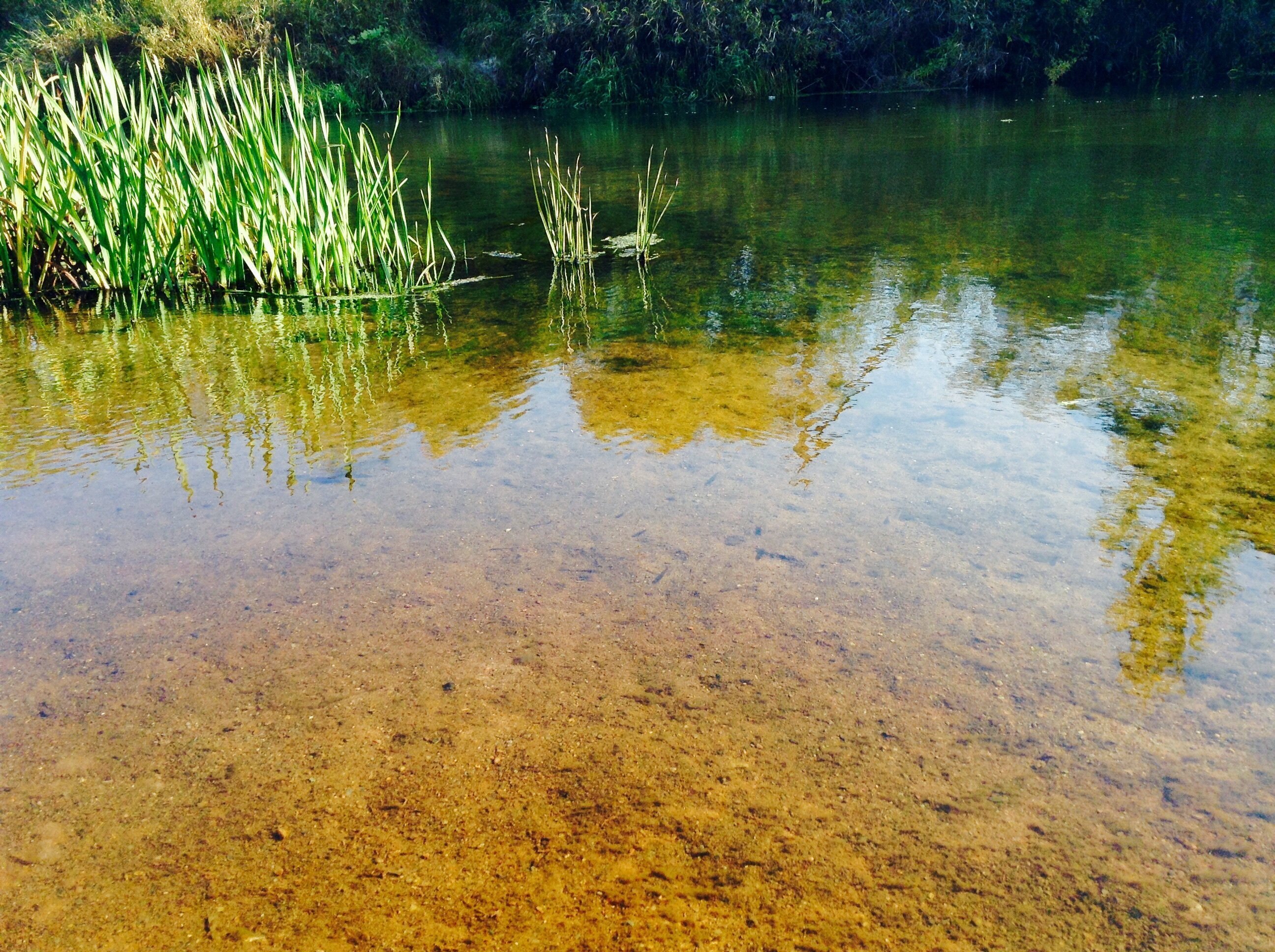 Болотистое озеро. Цветение воды цианобактерии. Болотистый болотный. Болотная вода. Пресноводный водоем.