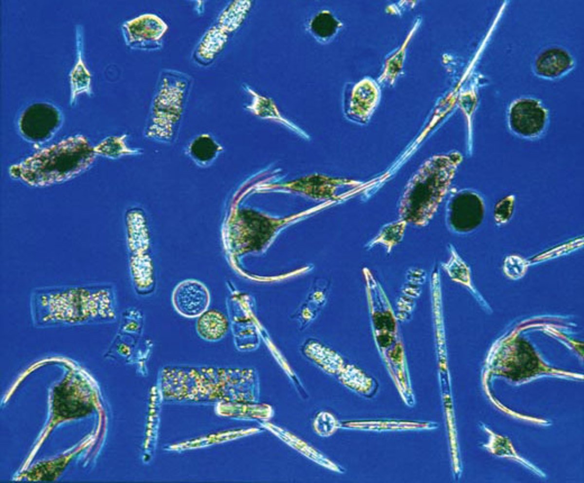 Фитопланктон в воде