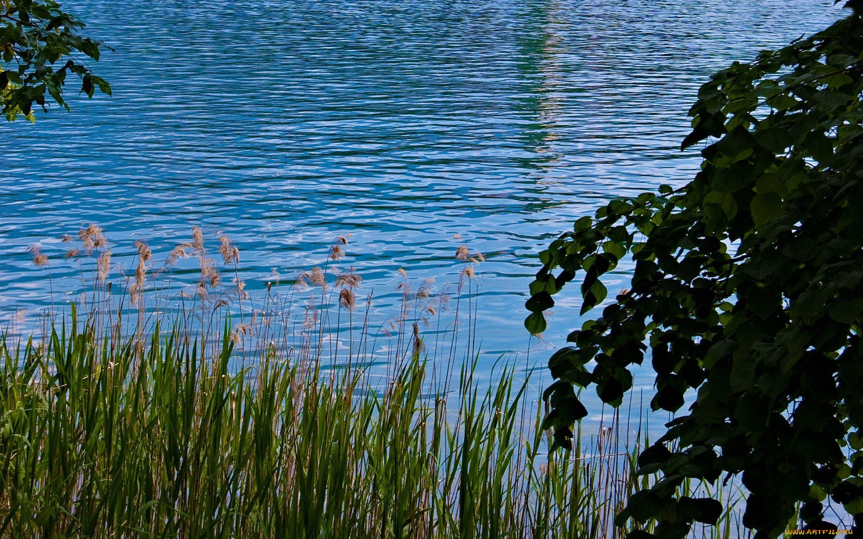 Камыш водоем. Плещеево озеро берег с камышом. Камыш-Самарские озёра. Озеро с камышами. Река камыши.