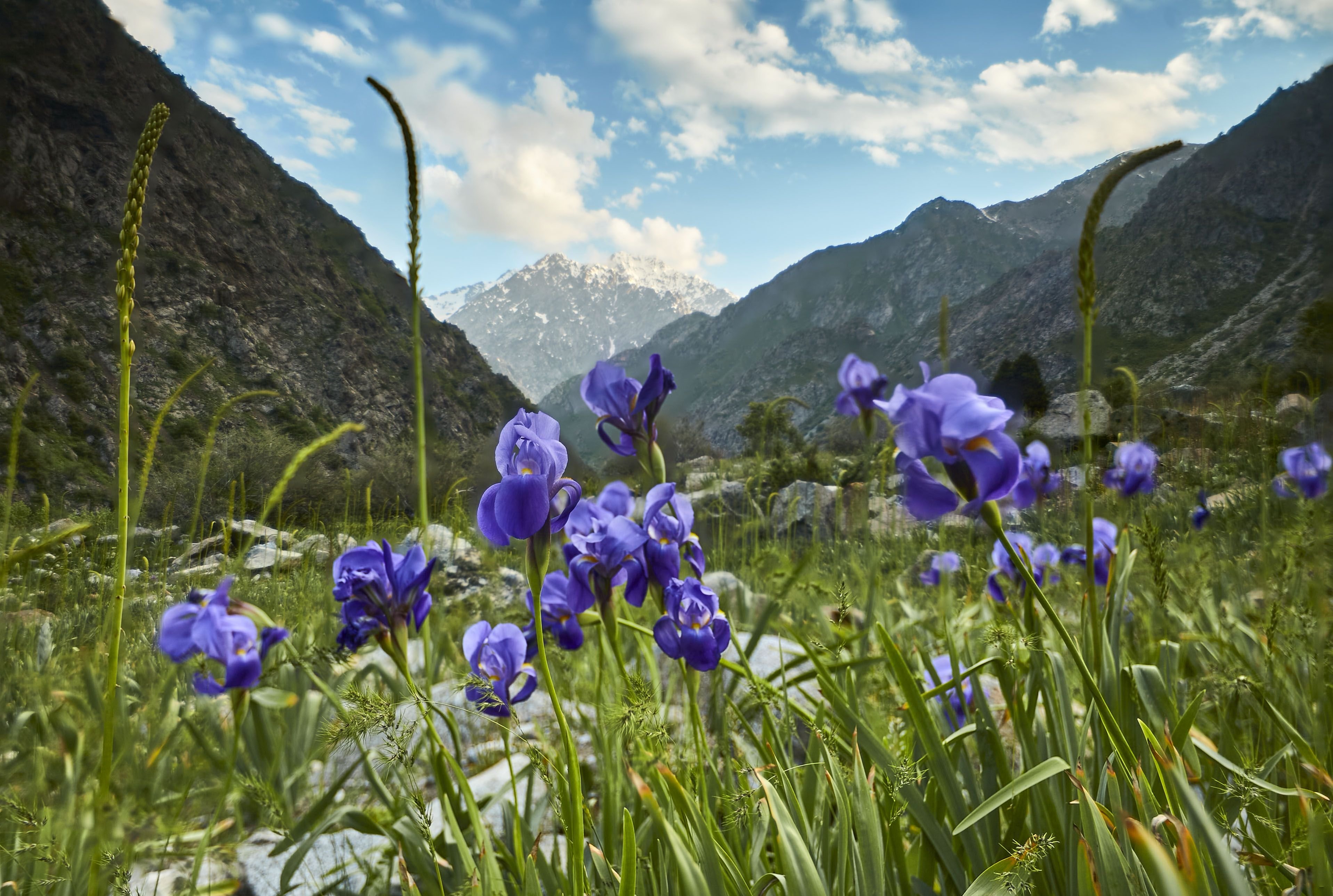 Таджикские цветы. Альпийские Луга Таджикистана. Горный природа Таджикистана. Цветы гор Варзоба Таджикистана. Горные Луга в Таджикистане.