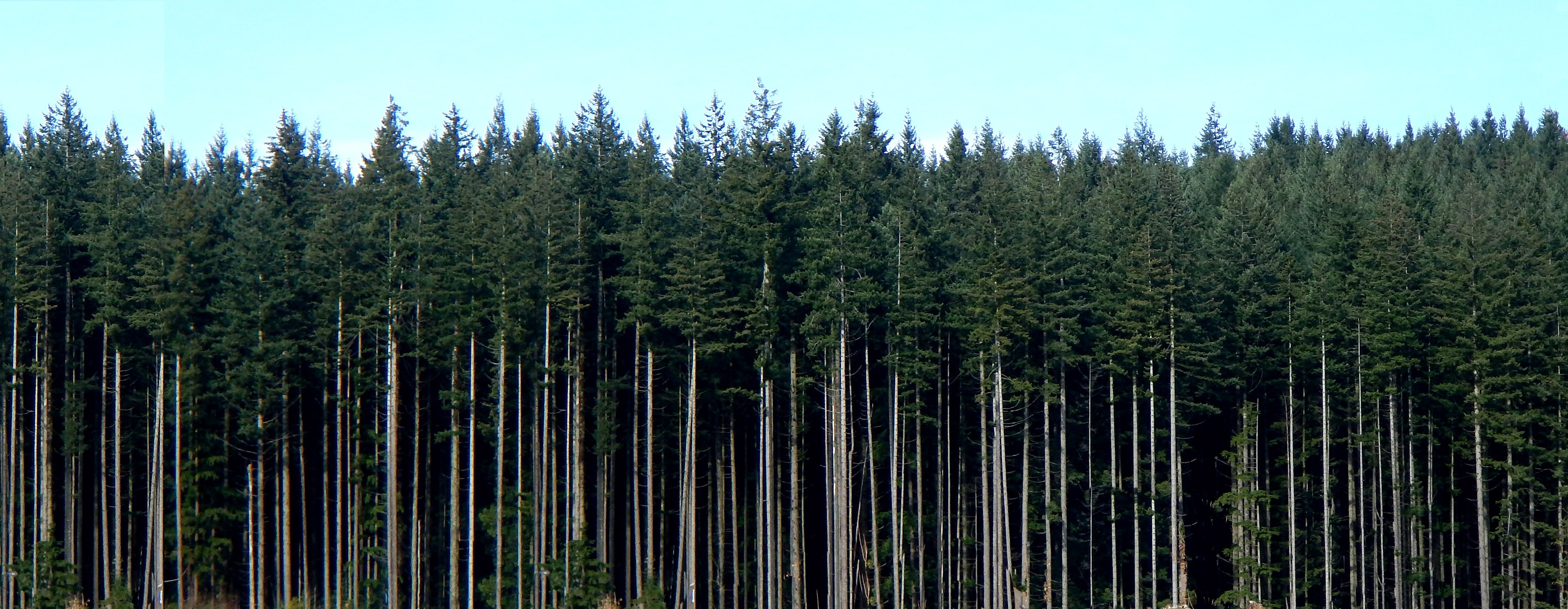 Tree line. Копаоник Сосновый лес. Еловый лес панорама. Верхушки деревьев леса. Верхушки сосен.