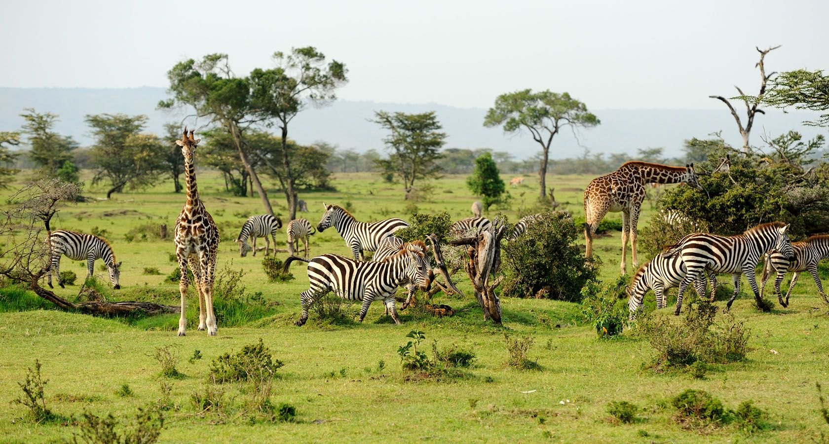 Какие в редколесьях животные. Сафари Крюгер парк. Саванна пейзаж. Африка панорама. Саванна панорама.
