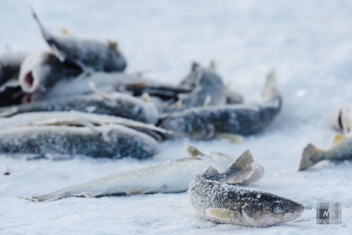 Куракли маян озеро рыбалка. Рыбаки на тонком льду. Зимний улов. Зима лед рыбалка. Последний лед на реках.