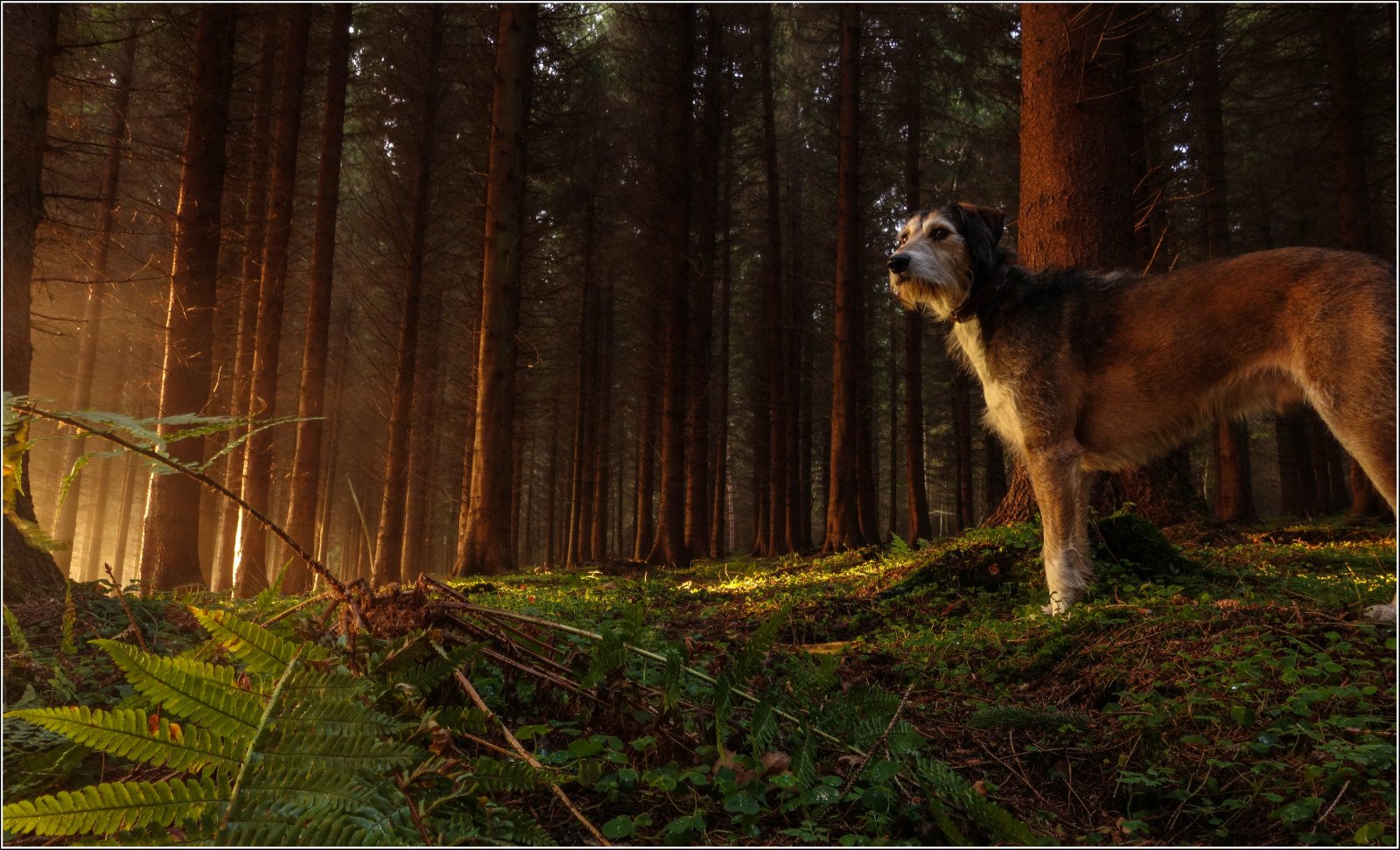 Дикие псы 2. Собака в лесу. Красивые собаки в лесу. Дикие собаки в лесу. Стая собак в лесу.