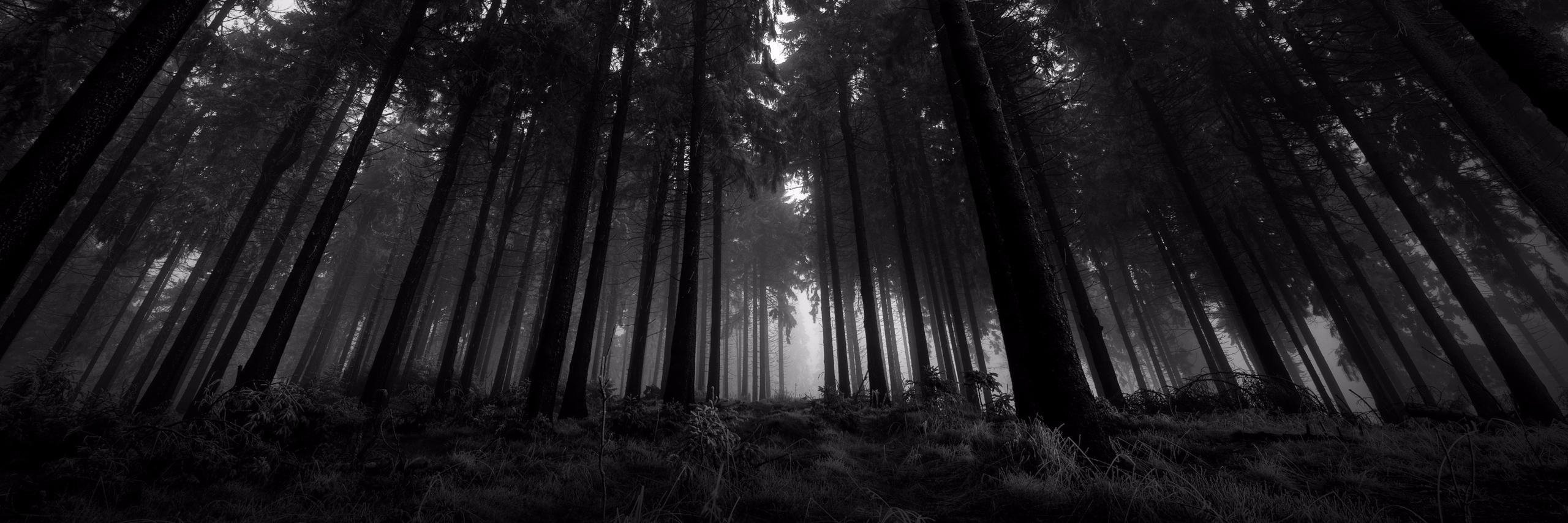 Обложки для вк профиля 1920х640. Мрачный лес. «Ночь в лесу». Природа. Мрачный фон.