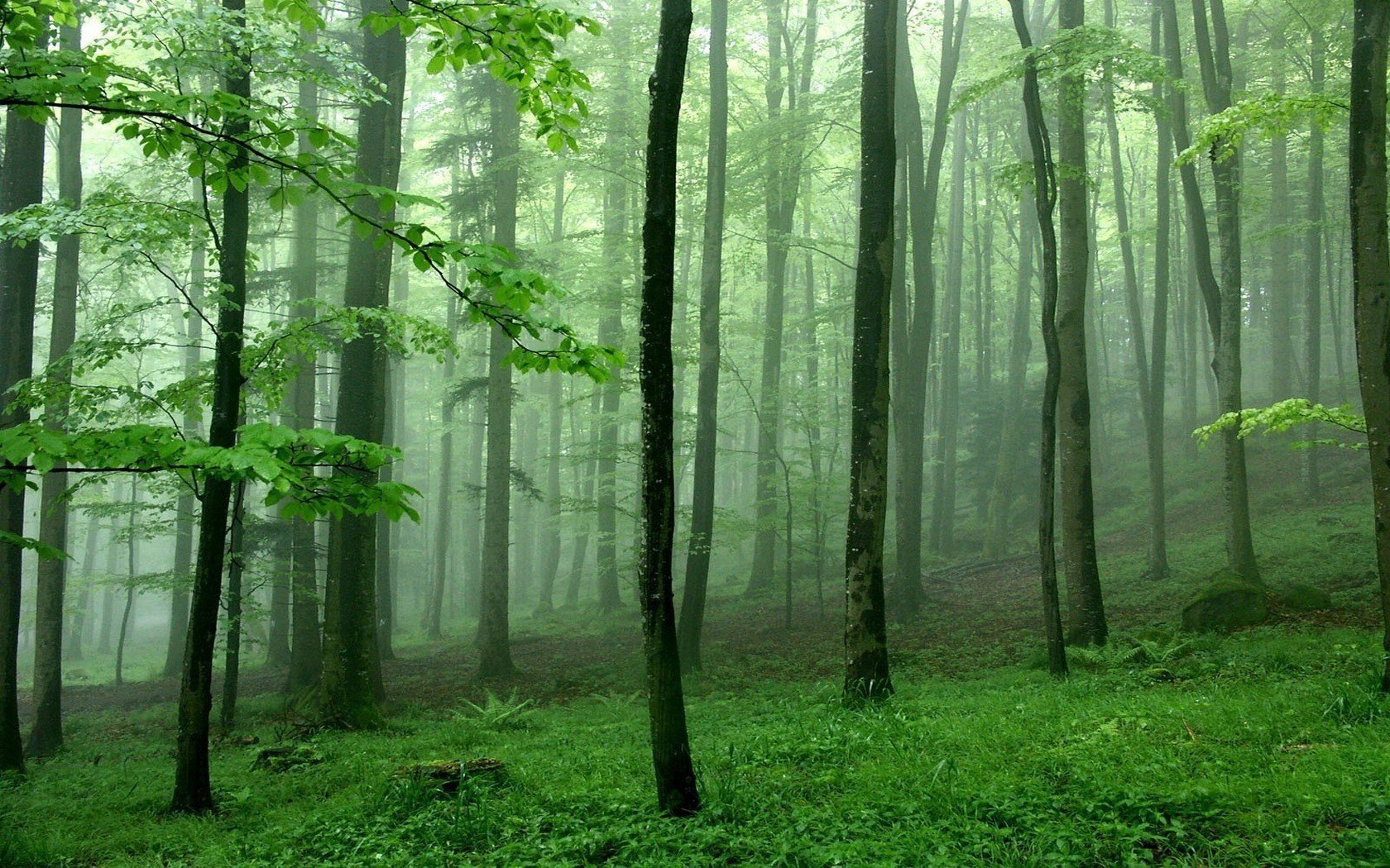 Небольшой лиственный лес - 47 фото