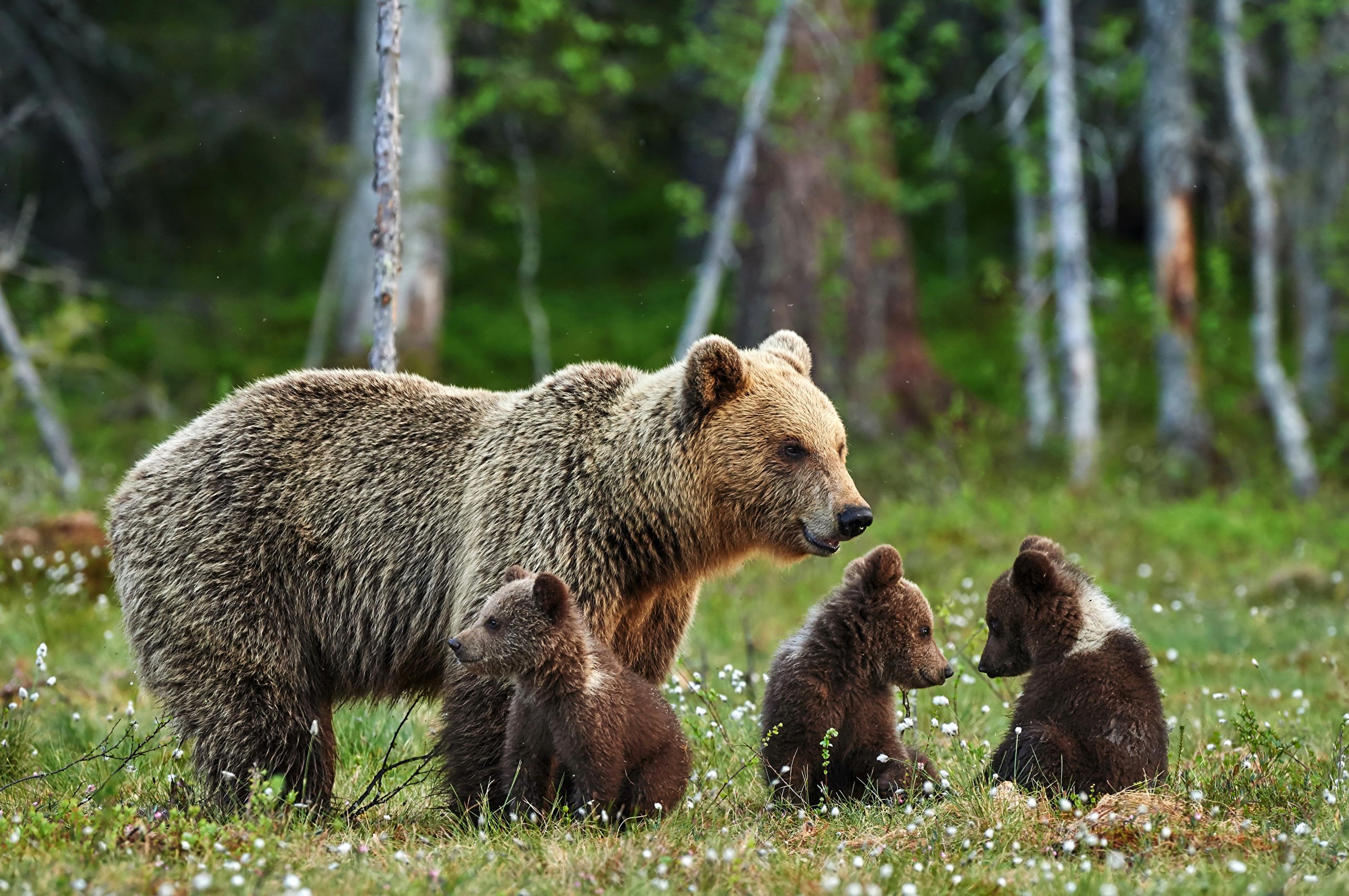 Популяция бурых медведей. Гризли североамериканский бурый медведь. Бурый медведь Башкортостана. Медведь с медвежонком. Бурый медведь в лесу.