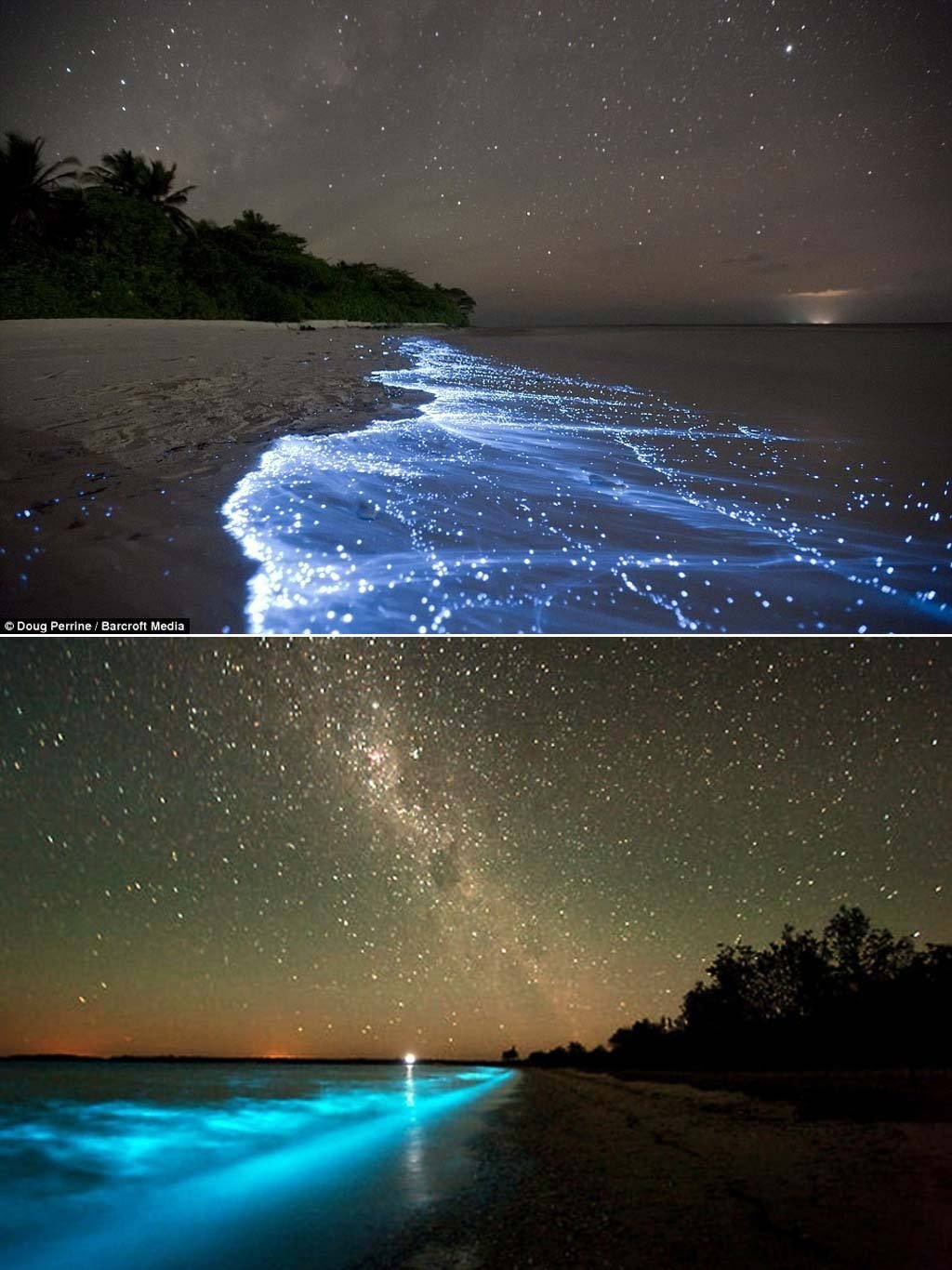 Г фитопланктон. Остров Ваадху Мальдивы. Остров Ваадху, Мальдивы. Планктон. Атолл Ваадху Мальдивы. Остров Ваадху светящийся пляж.
