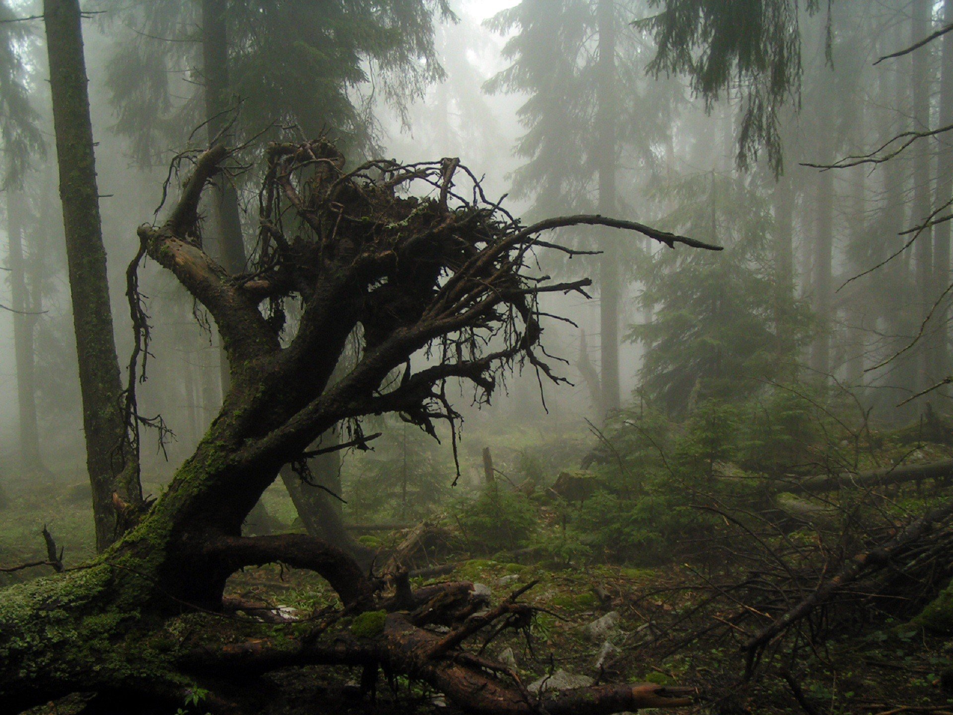 Чаща и часто корень. Таинственный лес Шьямалана. Страшный лес. Мистический лес. Древний лес.