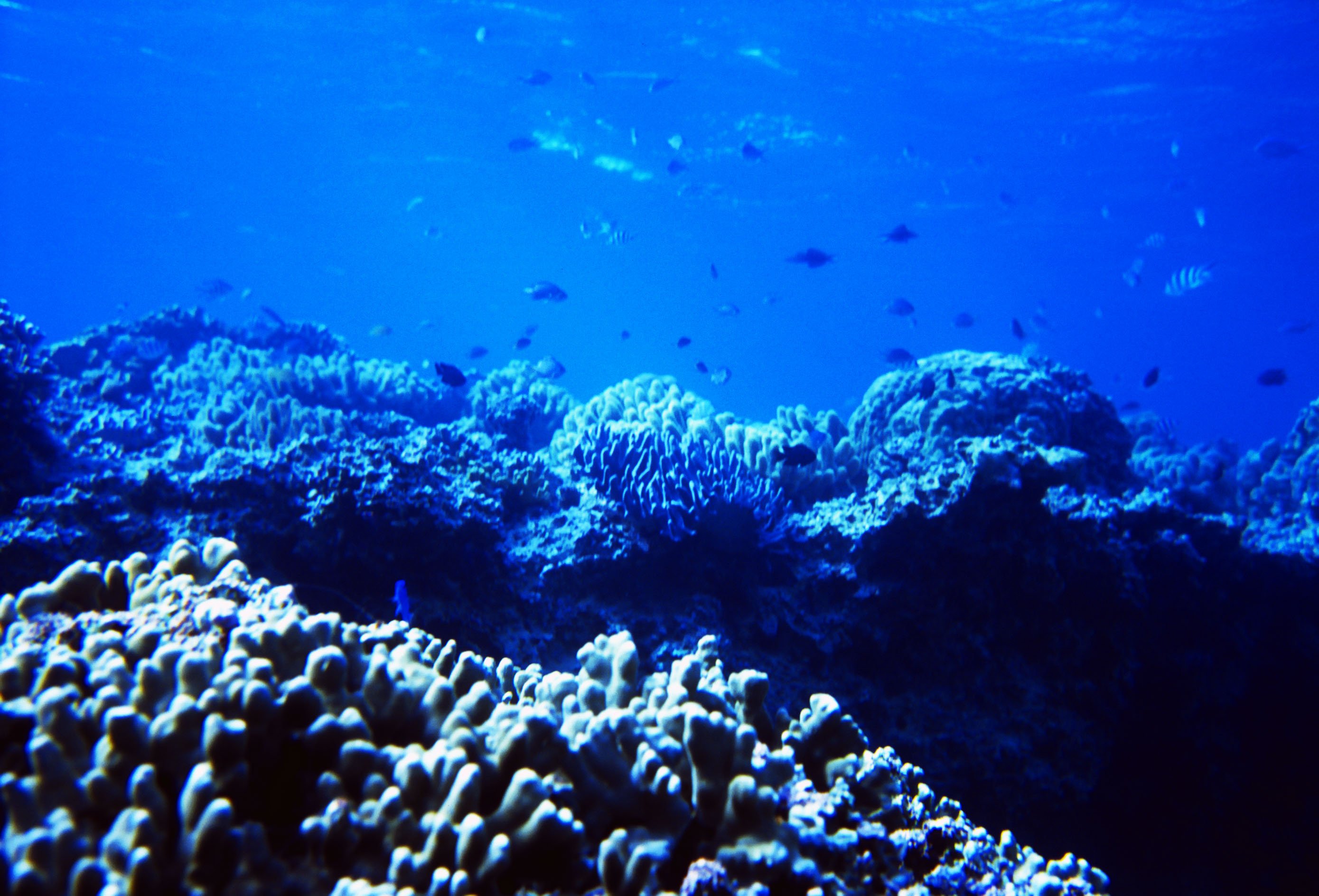 Самыми глубоководными водорослями являются
