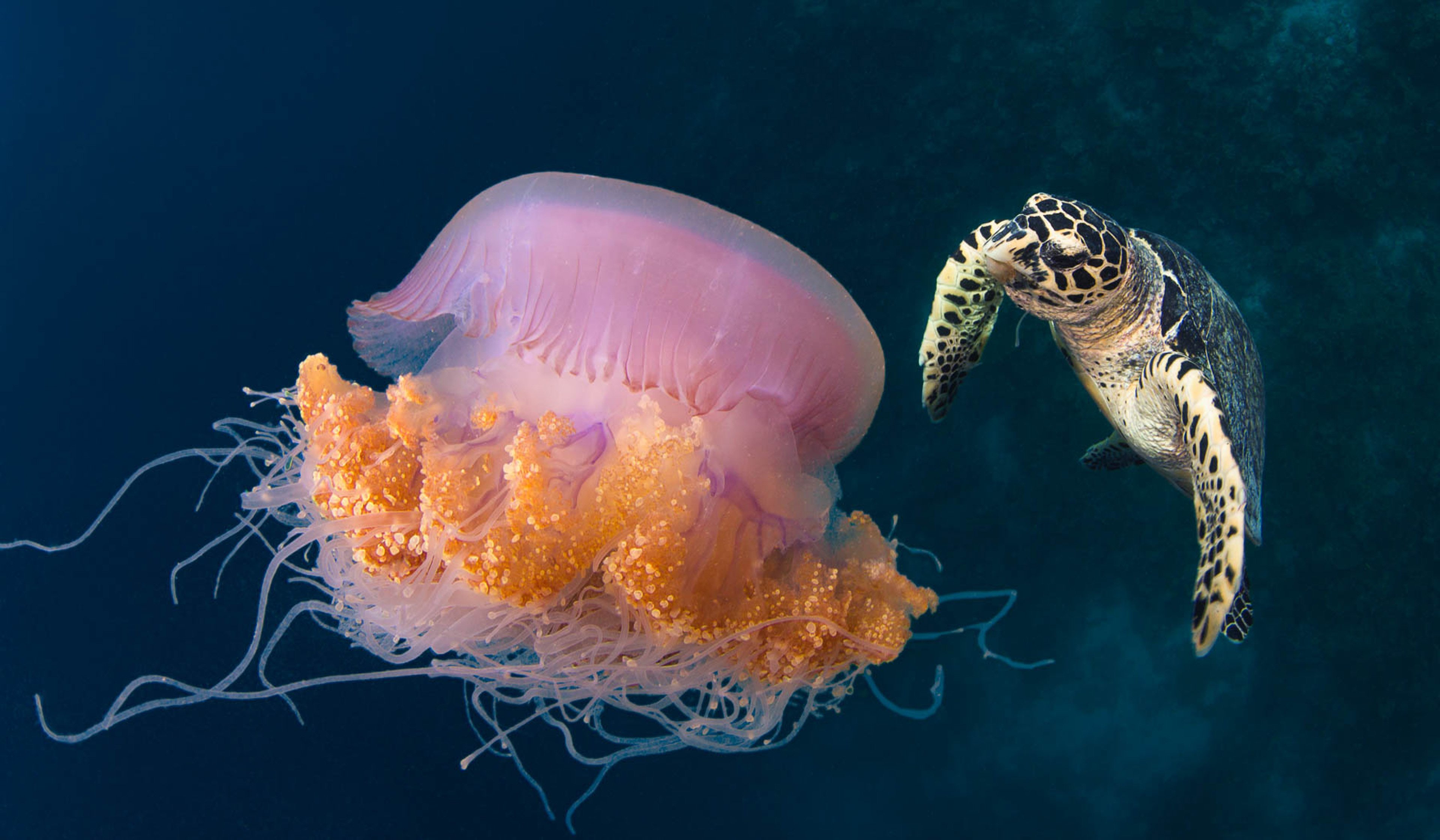 В глубоководных сообществах океана отсутствуют. Кишечнополостные медузы. Арктическая цианея. Медуза цианея. Сцифоидные Кишечнополостные.