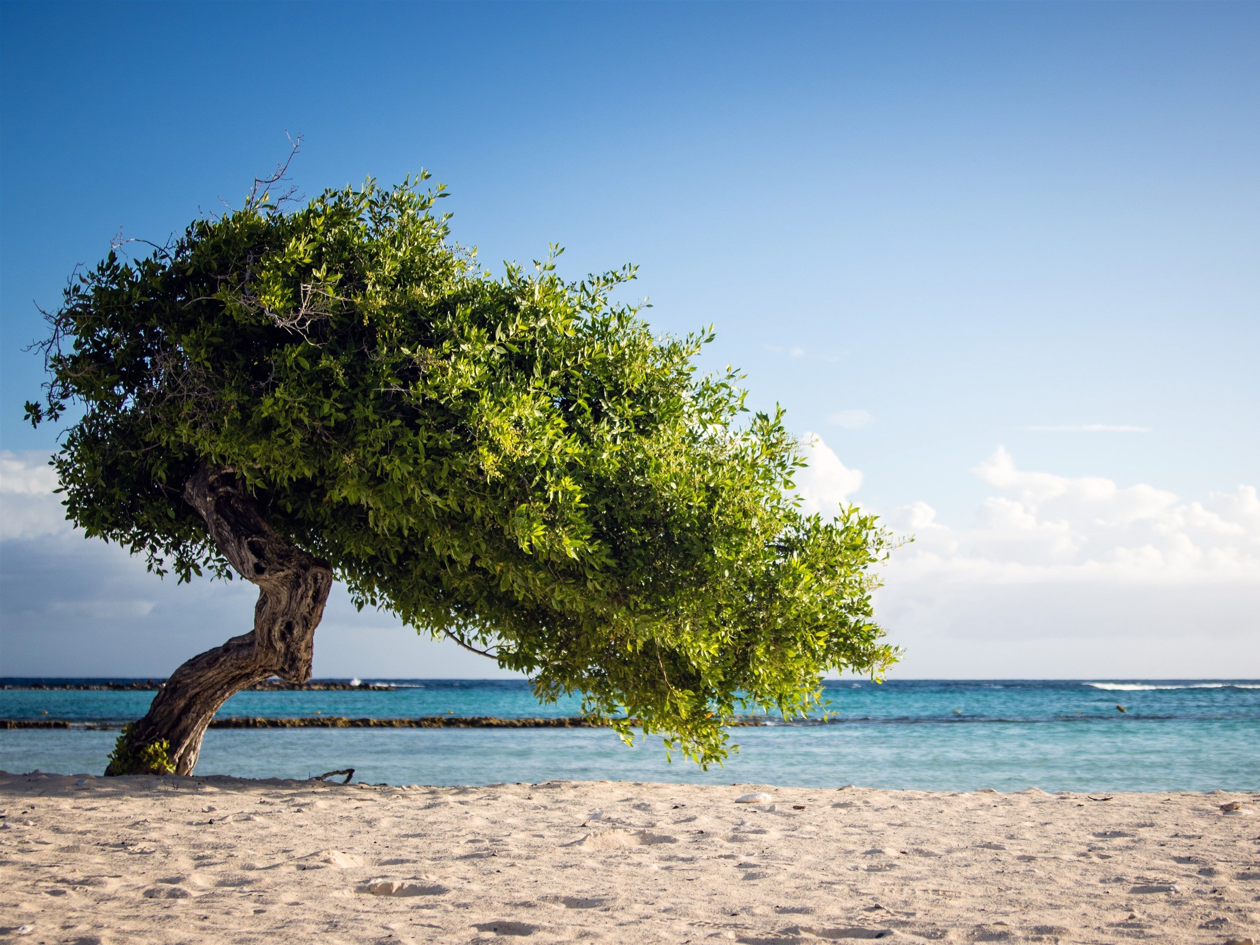 Beach tree. Деревья на побережье. Дерево на берегу моря. Деревья на пляже. Море деревьев.
