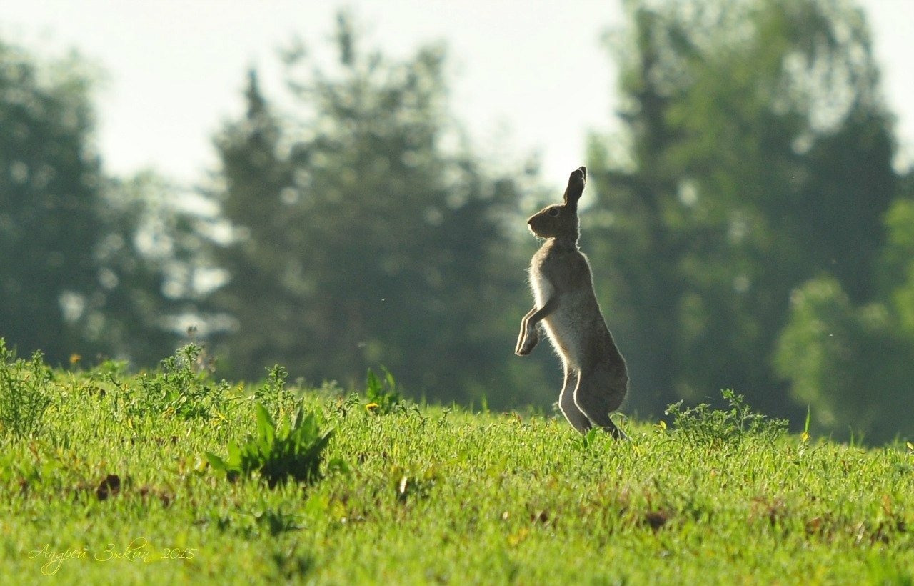 Зайчик убегает. Заяц Русак бежит. Заяц в прыжке. Животные поля. Заяц в лесу.