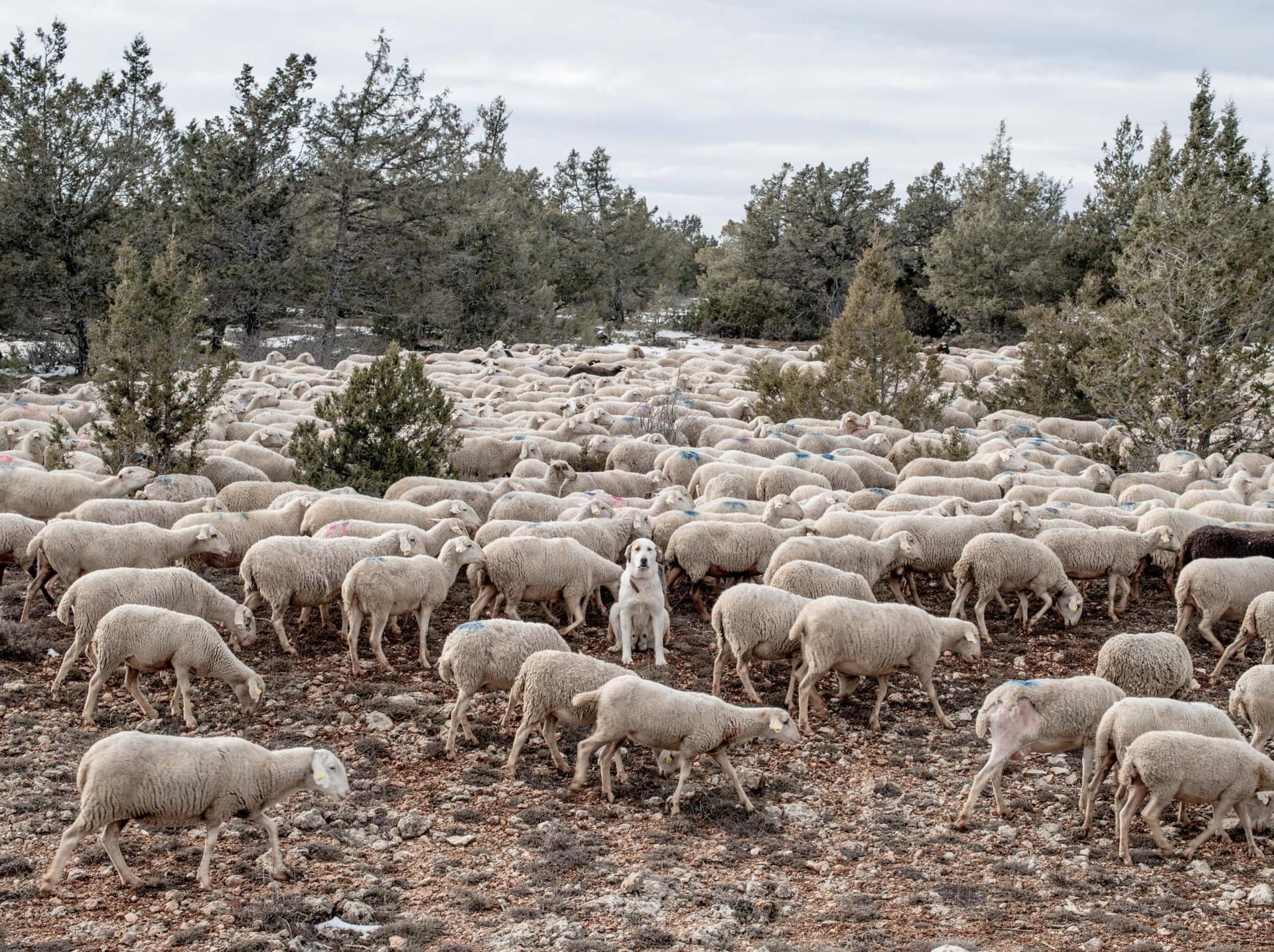 Два ягненка отошли от стада. Овцеводство в Румынии. Отара овец. Стадо овец. Стадо овечек.