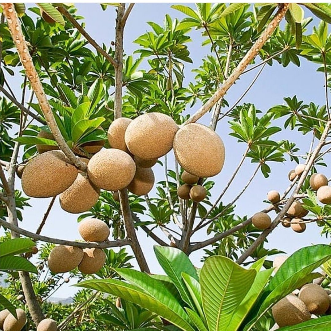 Ореховидный плод тропического дерева