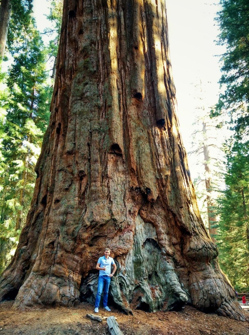 Древние деревья гиганты