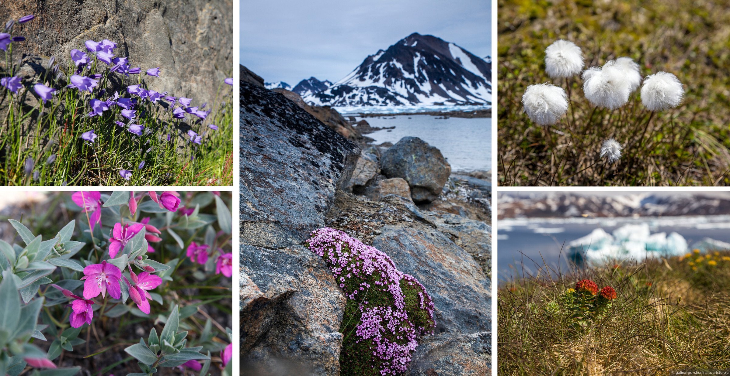 Арктические и антарктические растения. Гренландия растительность. Растения Гренландии.