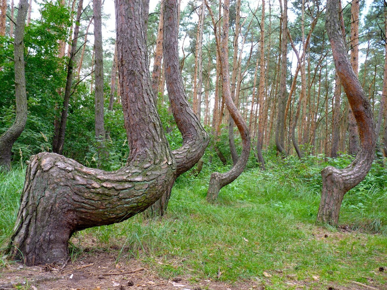Венец деревьев. Кривой лес Грыфино Польша. Кривой лес (Crooked Forest) Польша. Куршская коса Танцующий лес. Изогнутый лес в Польше.