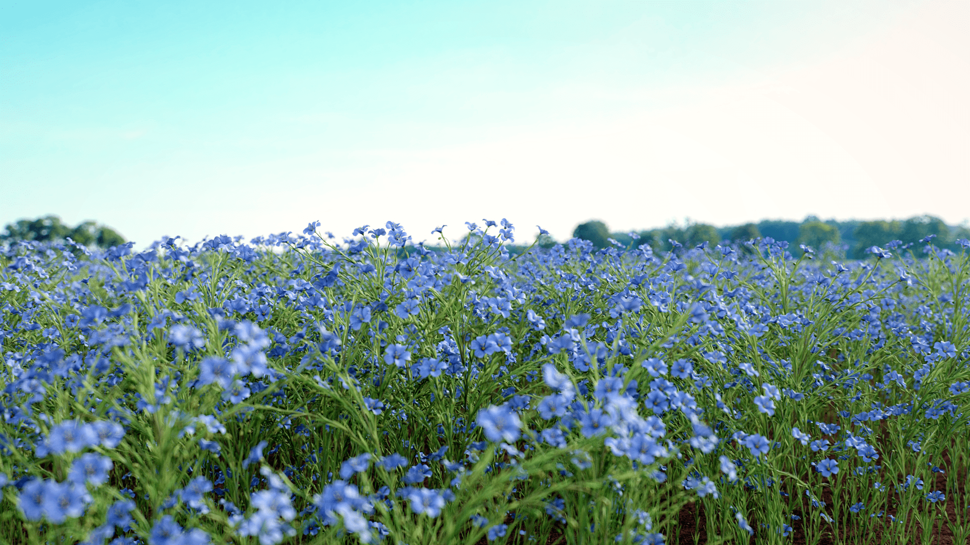 Поле незабудок. Цветущее поле льна. Цветущий лен поле. Поле с голубыми цветами. Цветущее льняное поле.