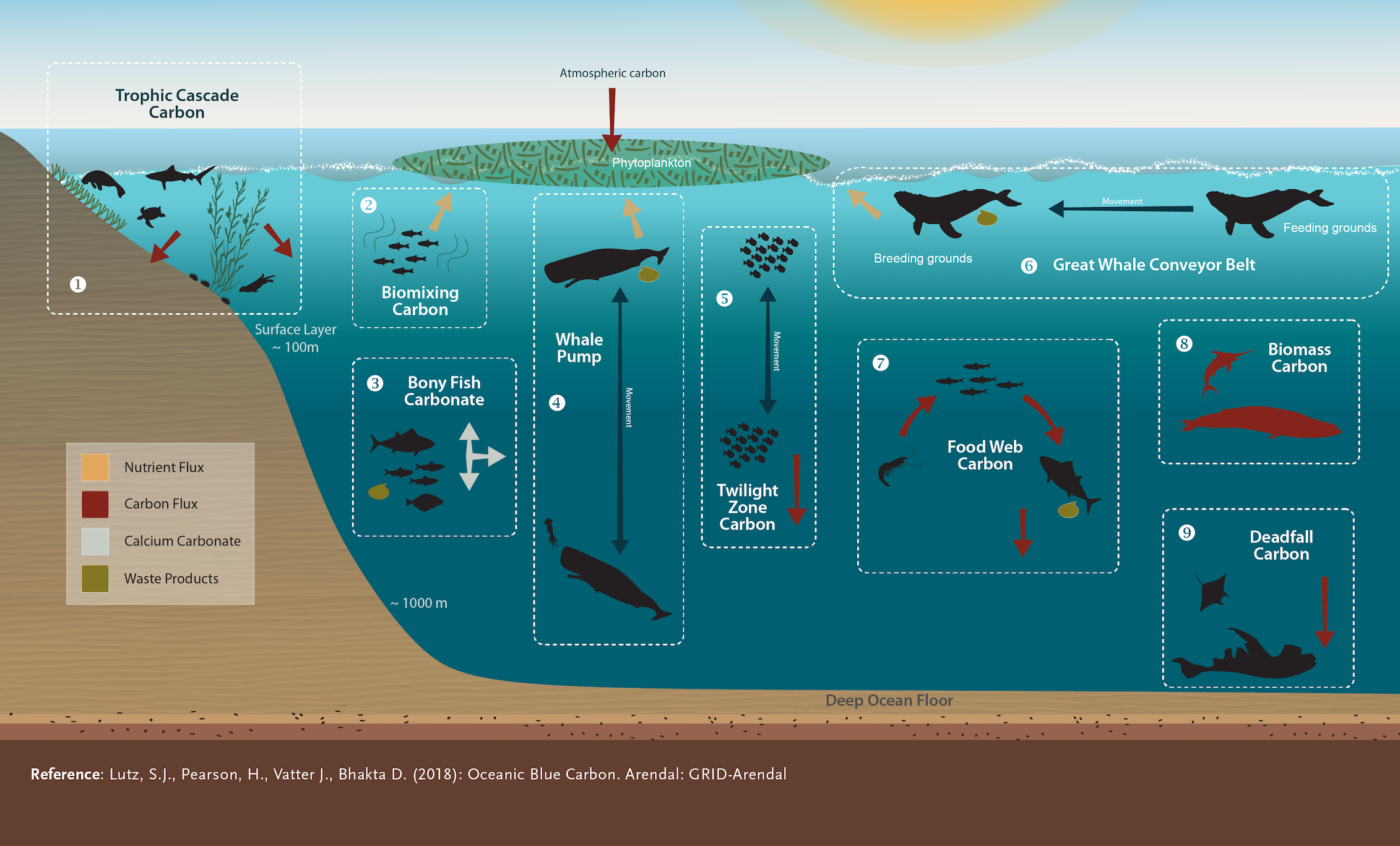 Схема глубины мирового океана. Зоны жизни в океане. Вертикальные зоны океана. Обитатели Сумеречной зоны океана. Распространение животных в мировом океане
