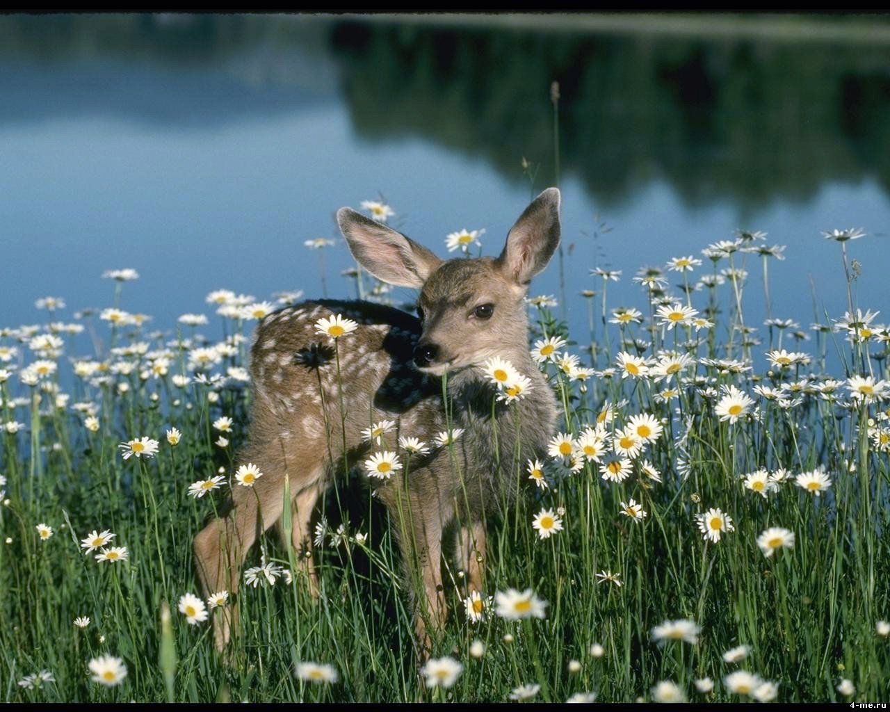 Животные и растительный мир весной. Природа и животные. Животные весной. Красивая природа с животными.
