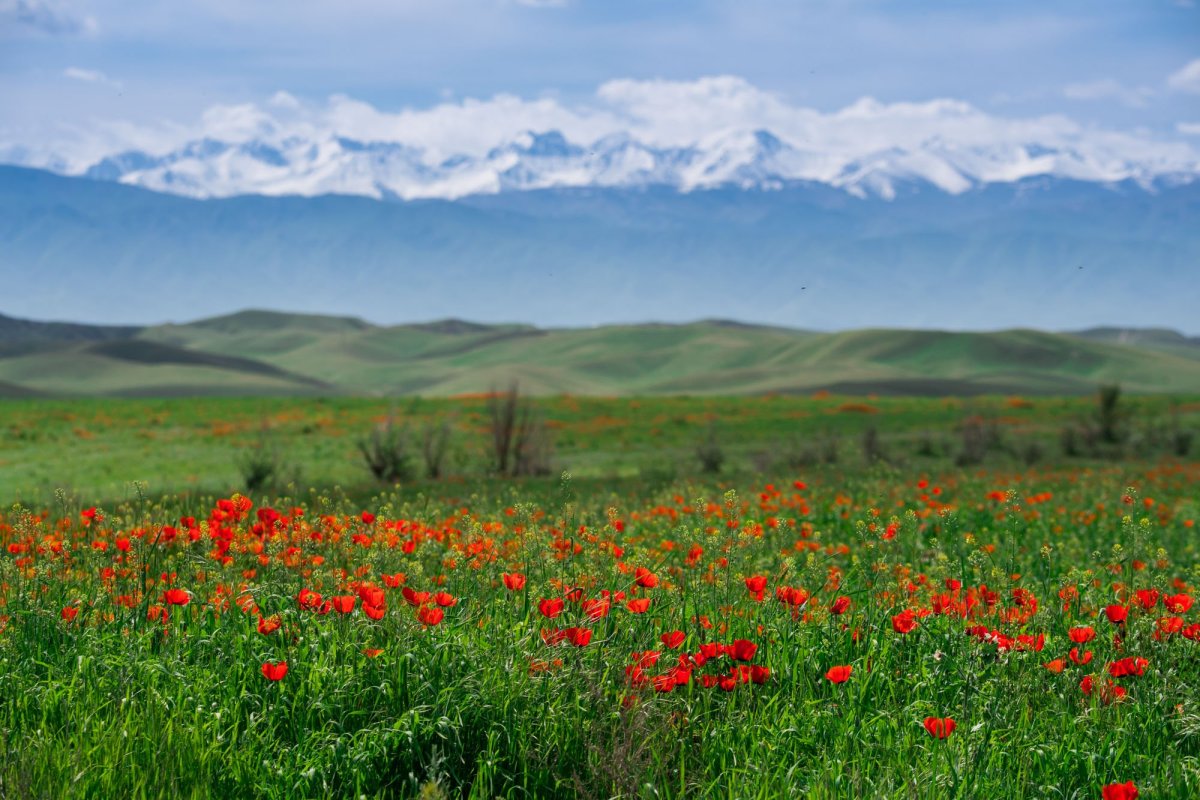 Флора центрального казахстана