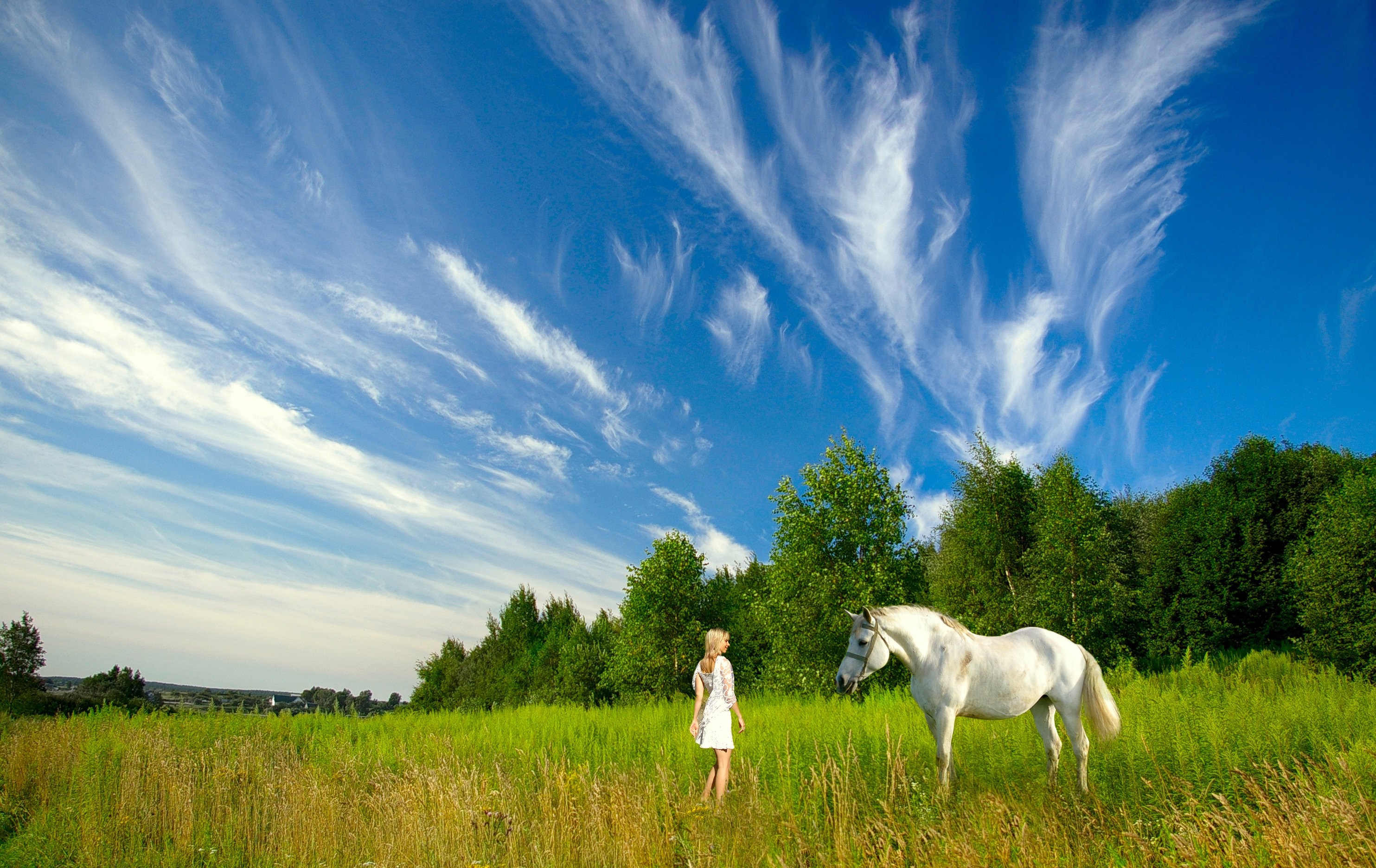 Небо на кону. Лошади на природе. Лошадь в поле. Красивые лошади на природе. Белый конь в поле.