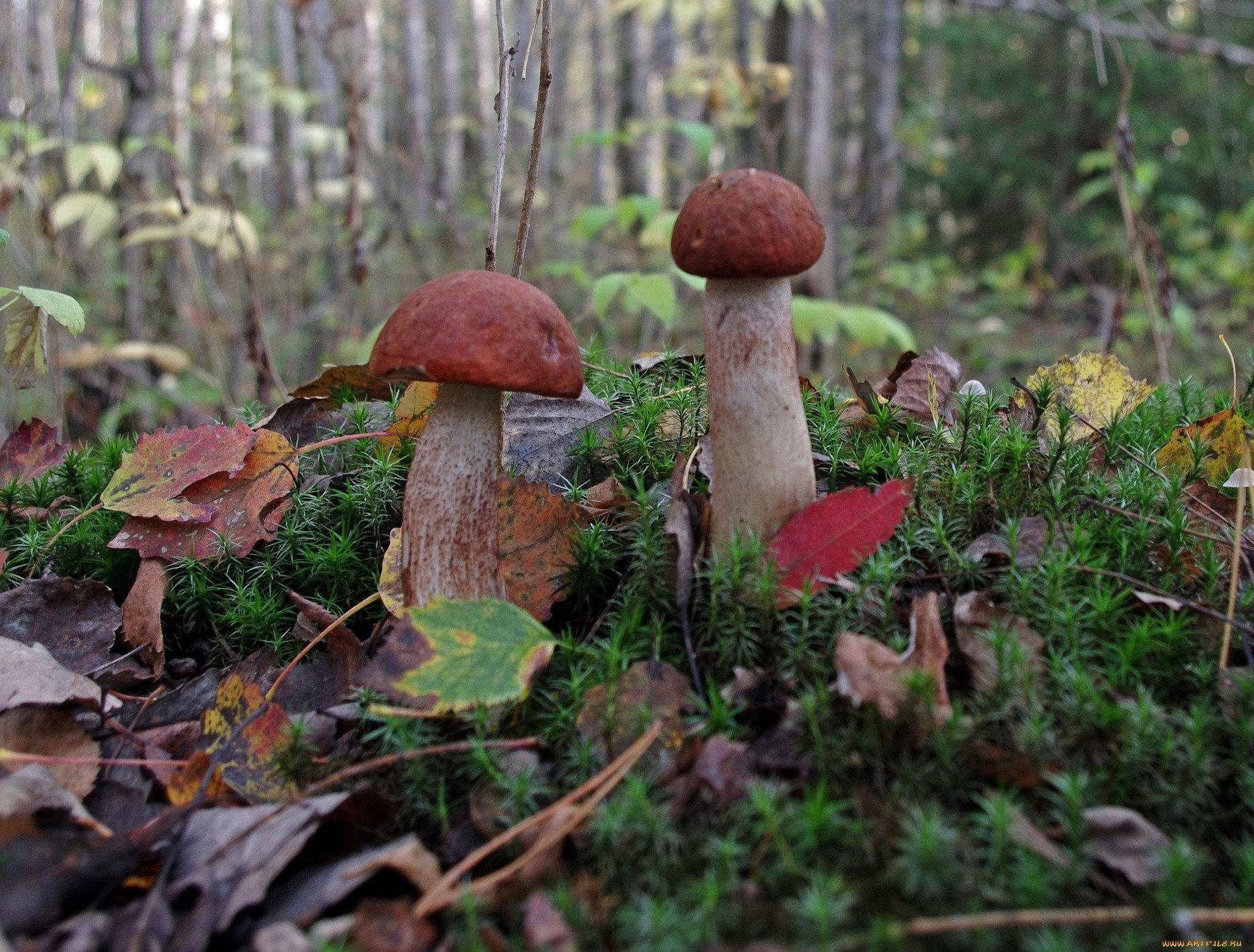 Мир природы грибы. Алёшкинский лес грибы. Грибной лес Серпухов. Грибы в Сосновом лесу. Грибная Поляна в лесу.