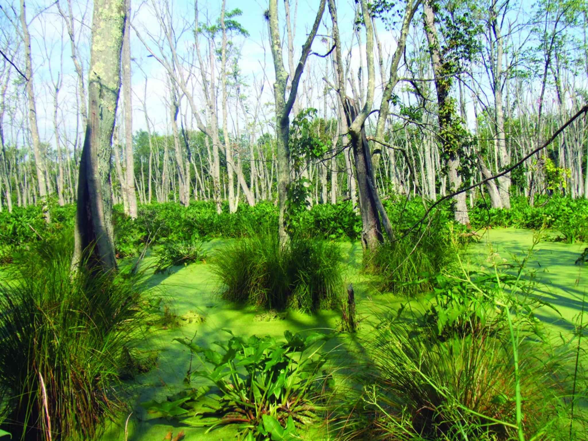 Вечнозеленые болото. Болотистые болотные травы. Тропические болота. Растительный мир болота. Зеленое болото.