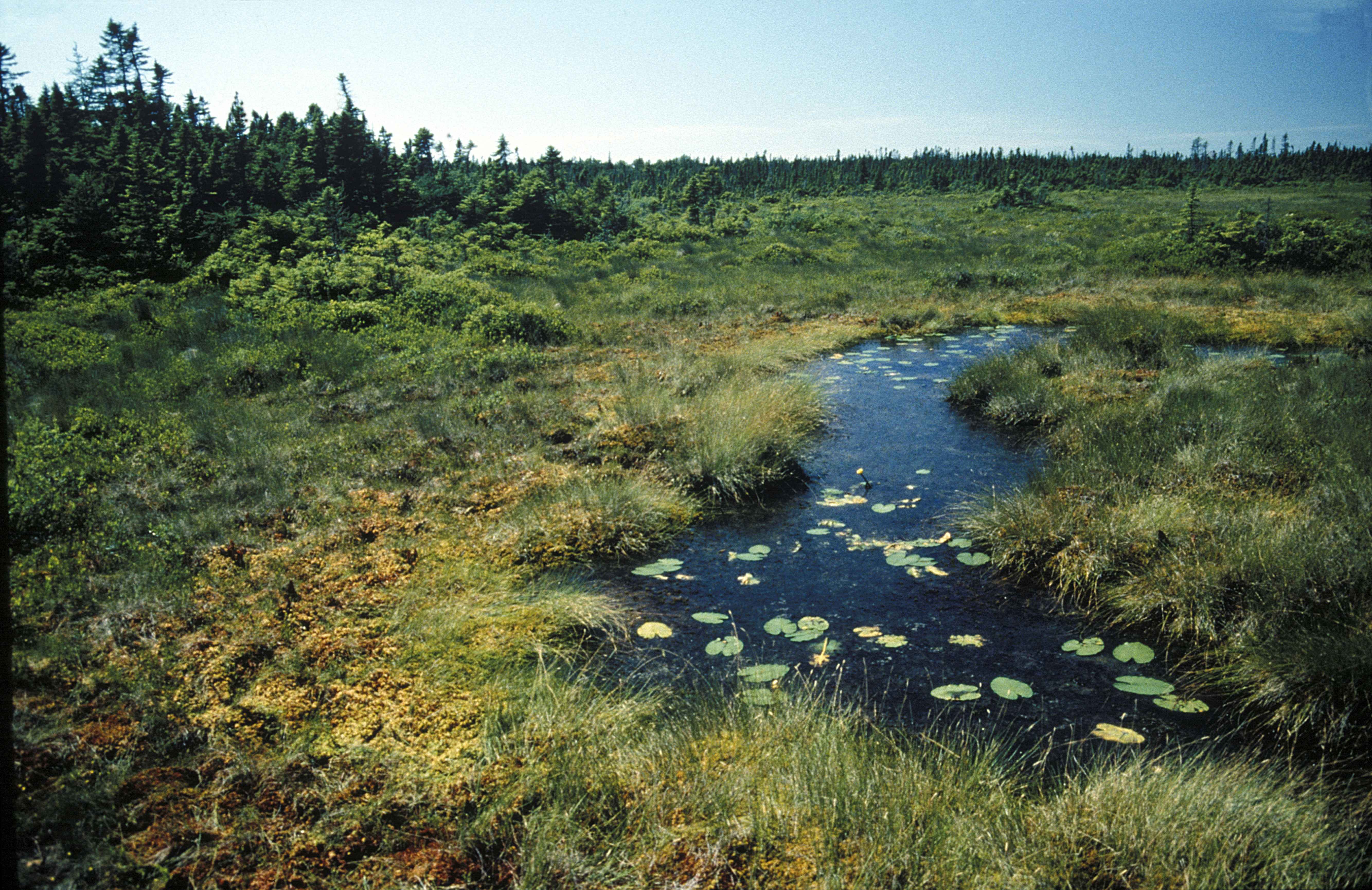 Кислотное болото