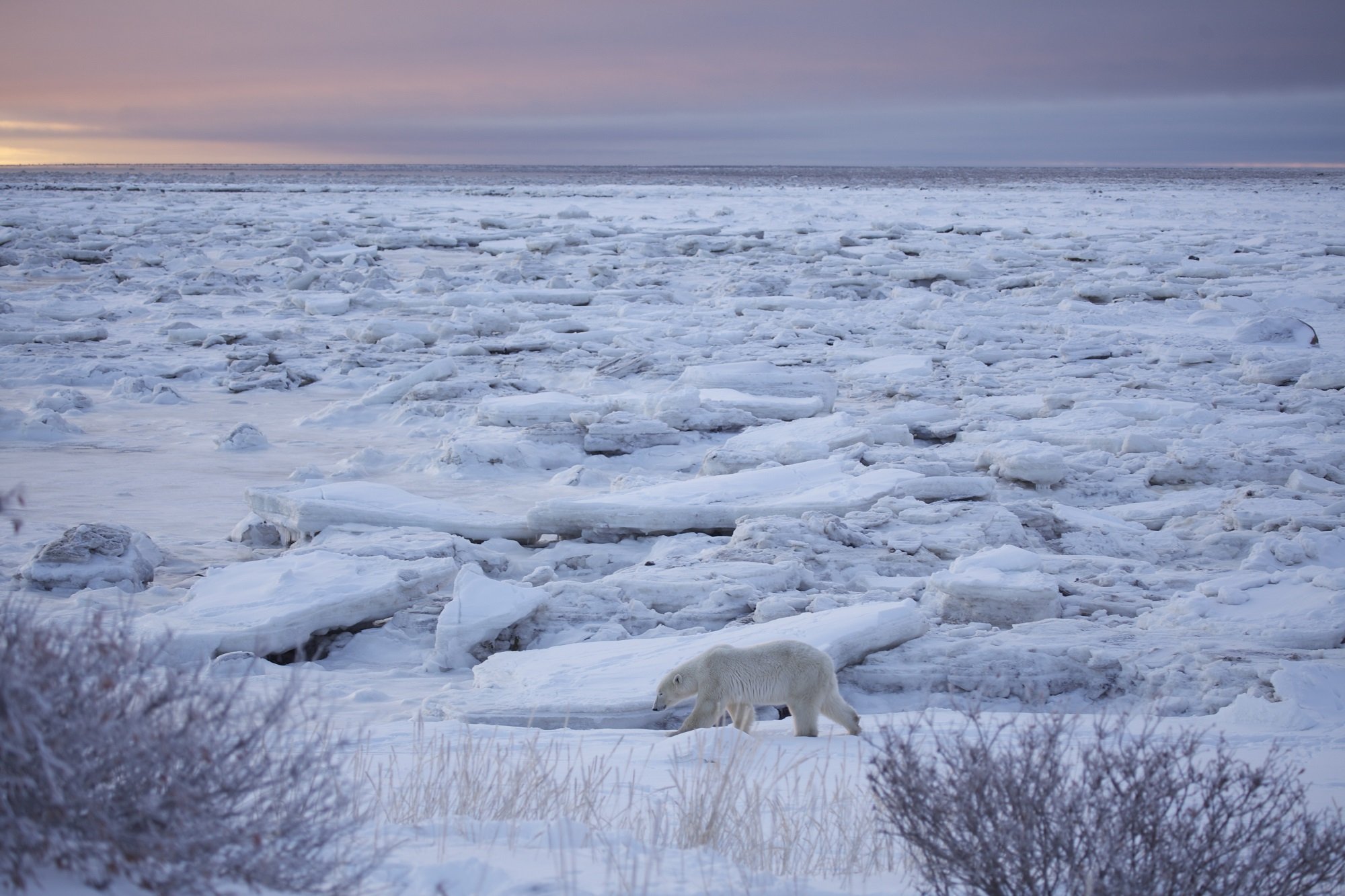 Арктическая тундра осадки