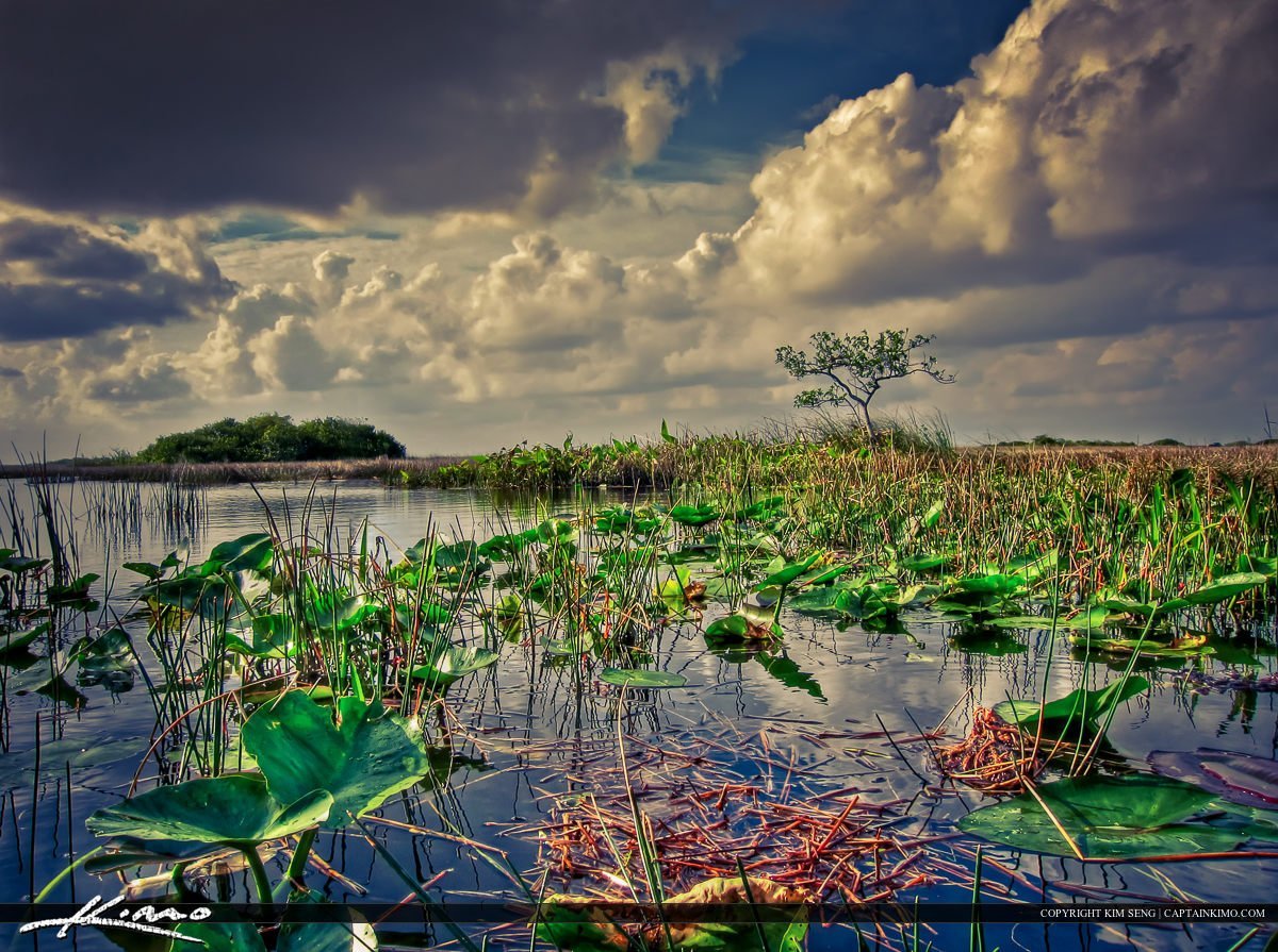 Морские болота. Эверглейдс национальный парк. Заповедник Эверглейдс Флорида. Болота Эверглейдс США штат Флорида. Болото Эверглейдс Флорида.